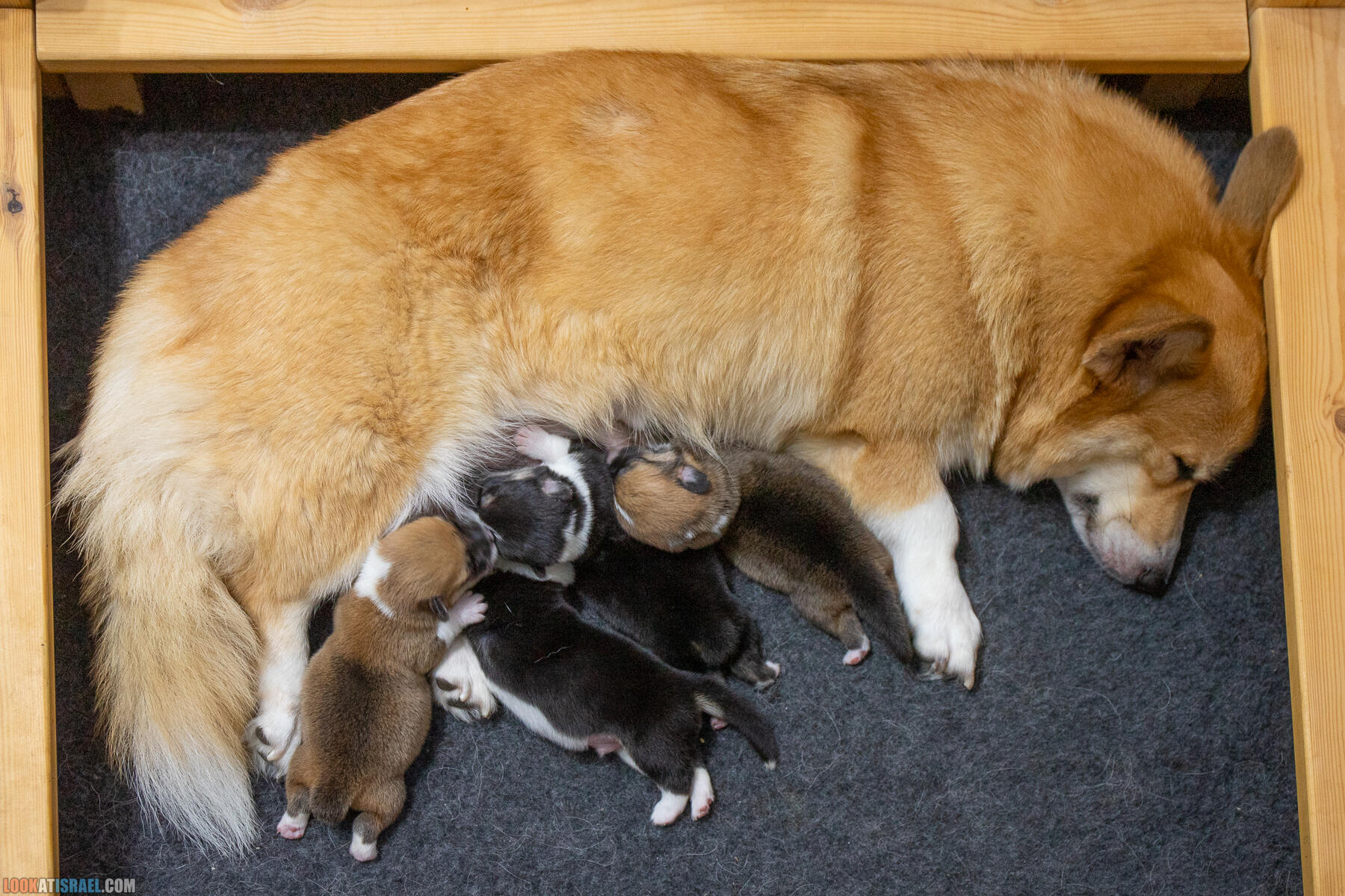 Щенки корги пемброк Иви 