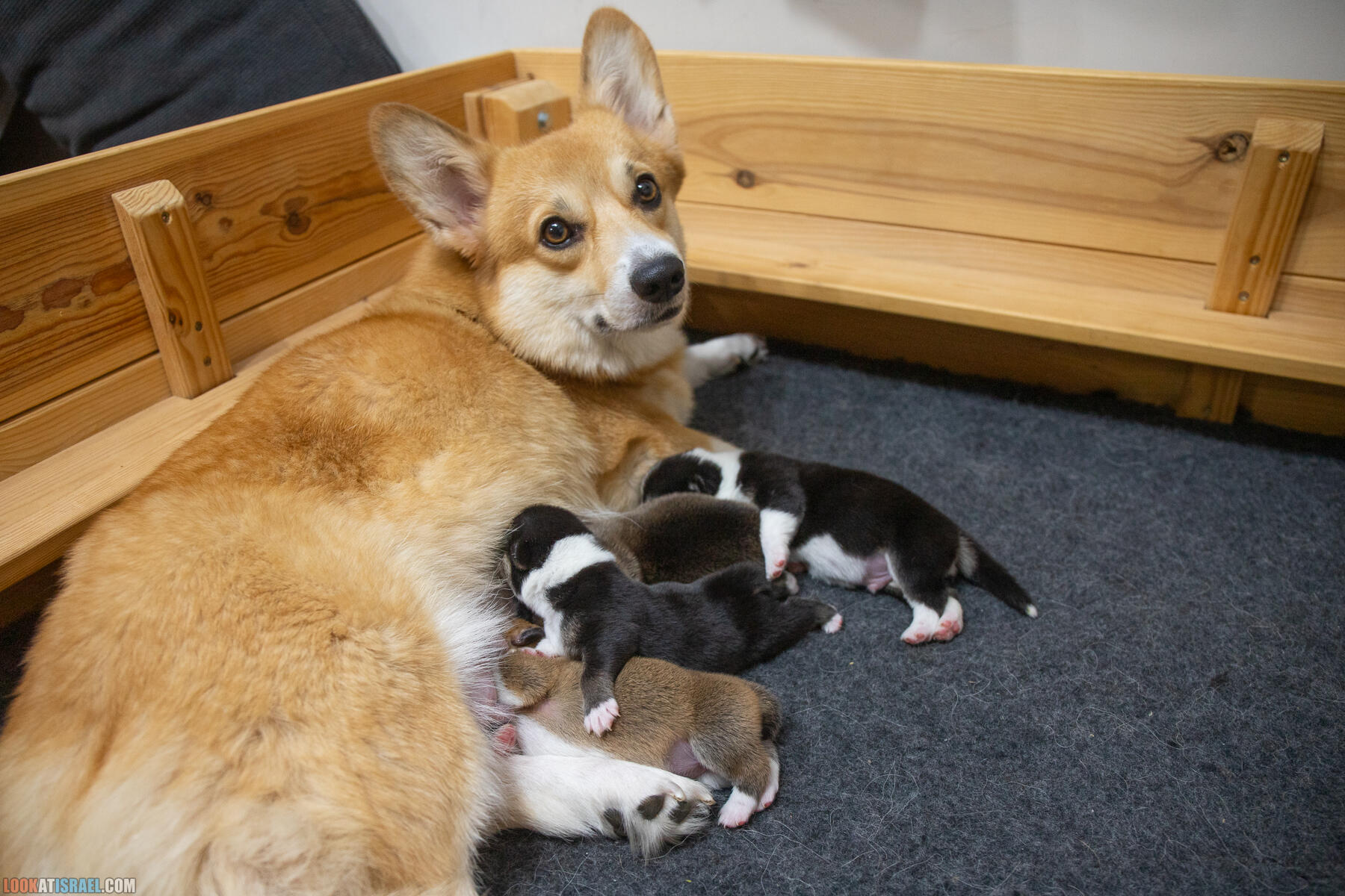 Щенки корги пемброк Иви 