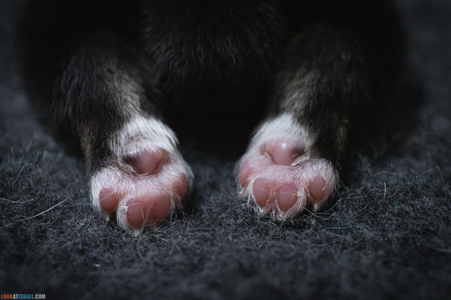Welsh Corgi Pembroke in Israel