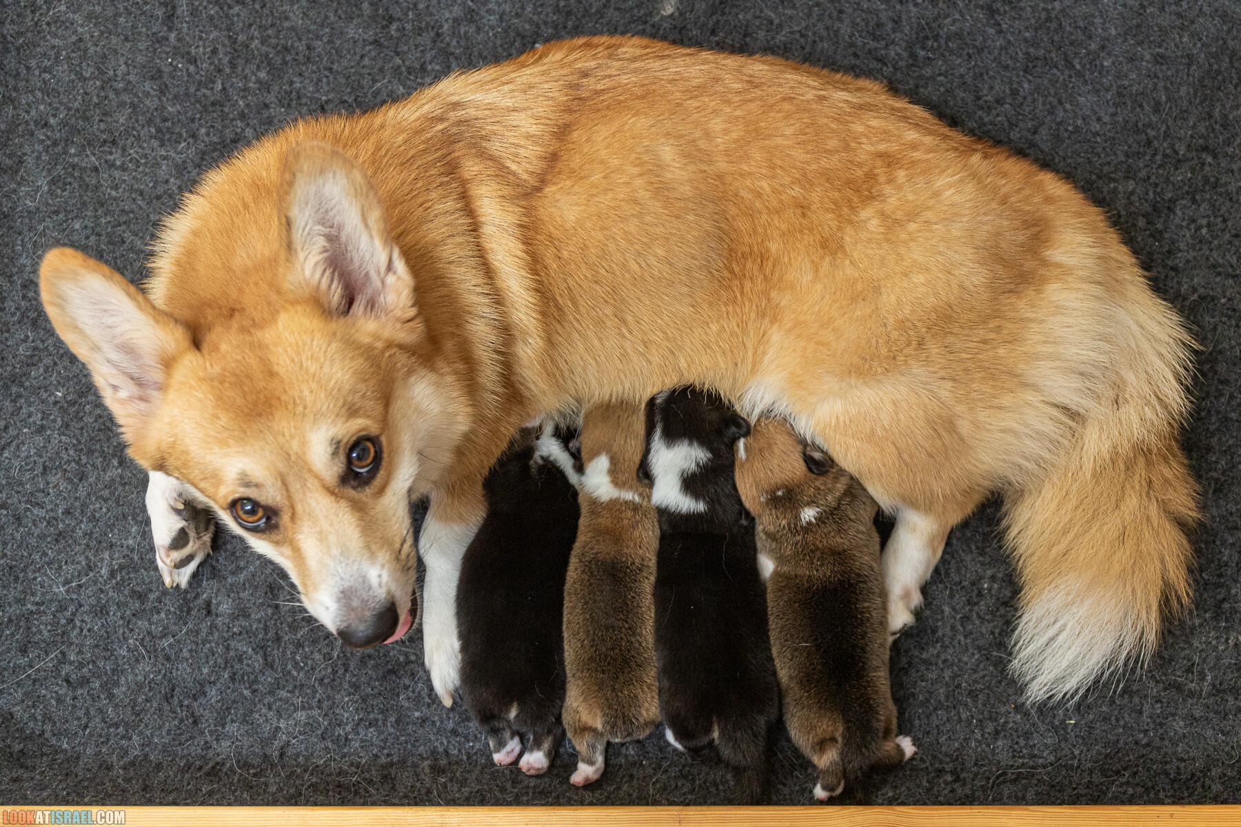 Sababa Shire Welsh Corgi Pembroke