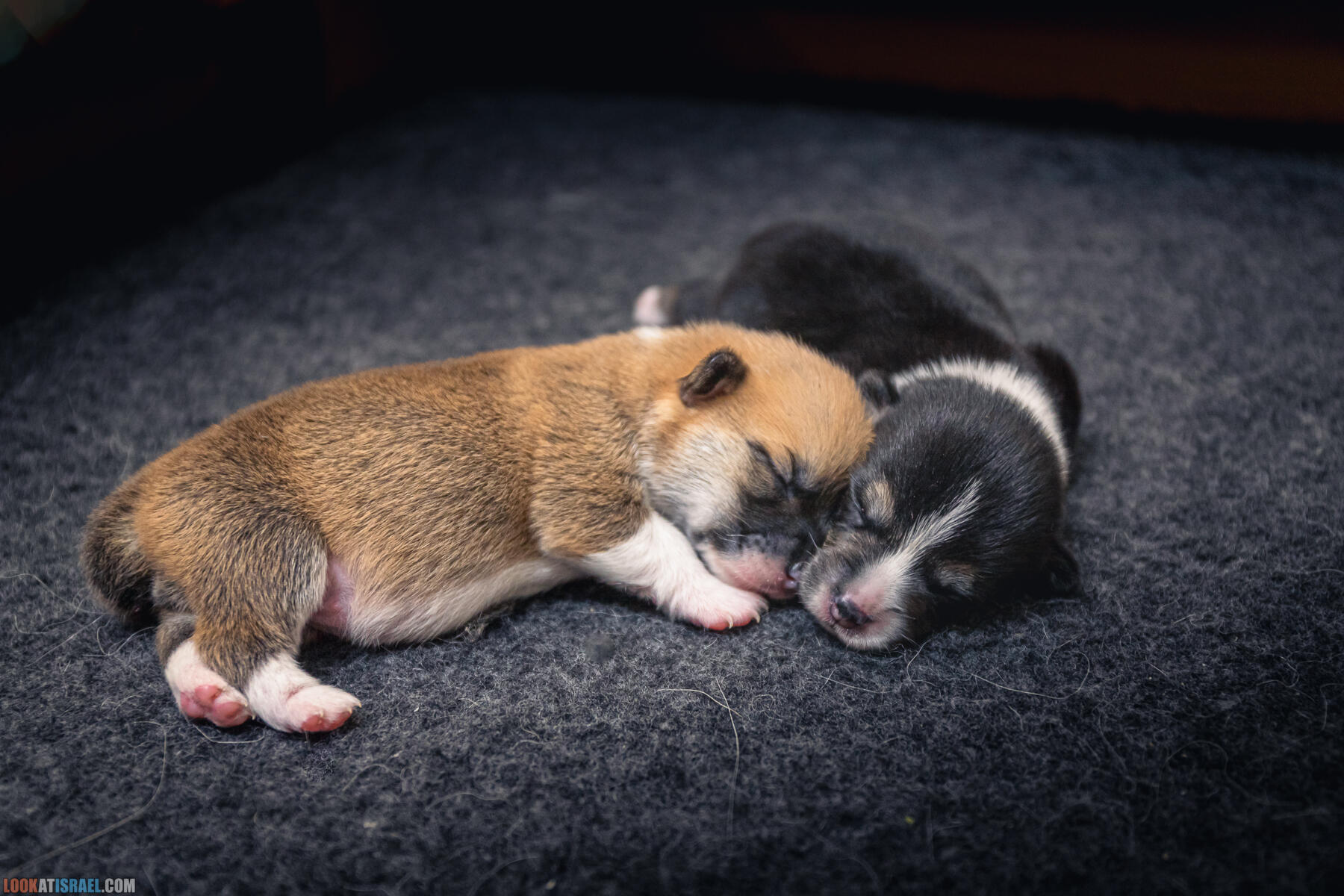 Welsh Corgi Pembroke in Israel