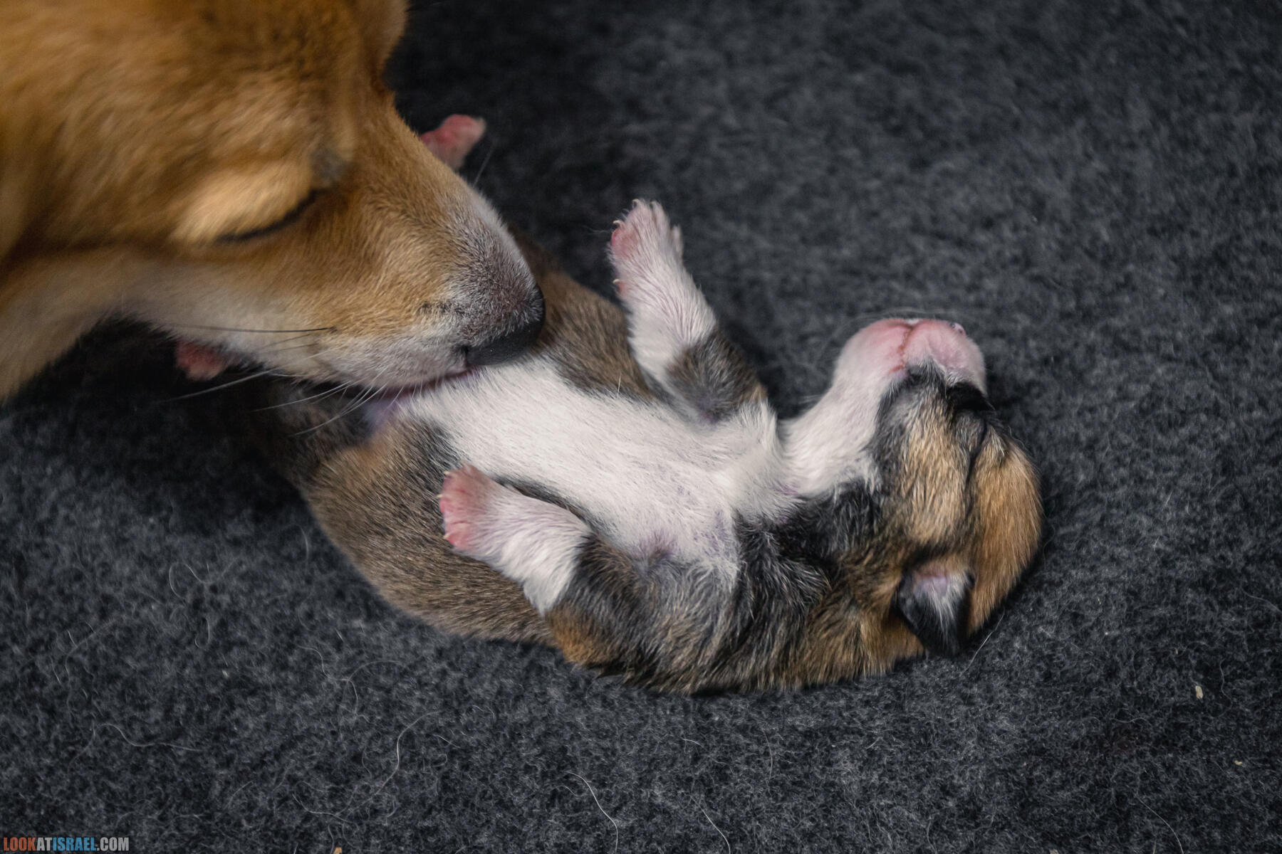 Welsh Corgi Pembroke in Israel