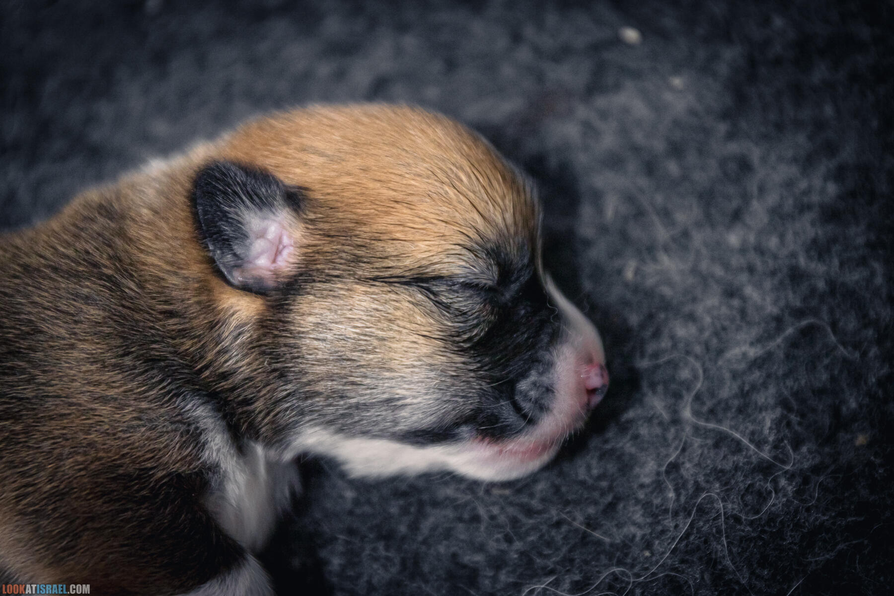 Welsh Corgi Pembroke in Israel