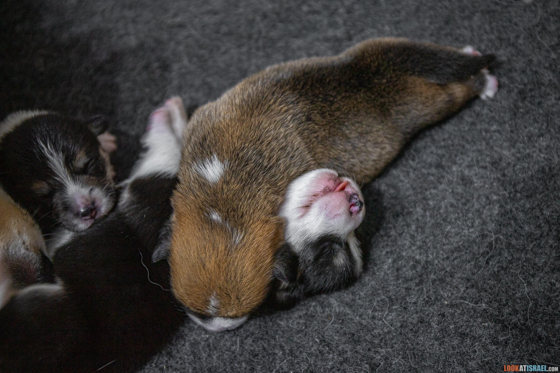 Welsh Corgi Pembroke in Israel