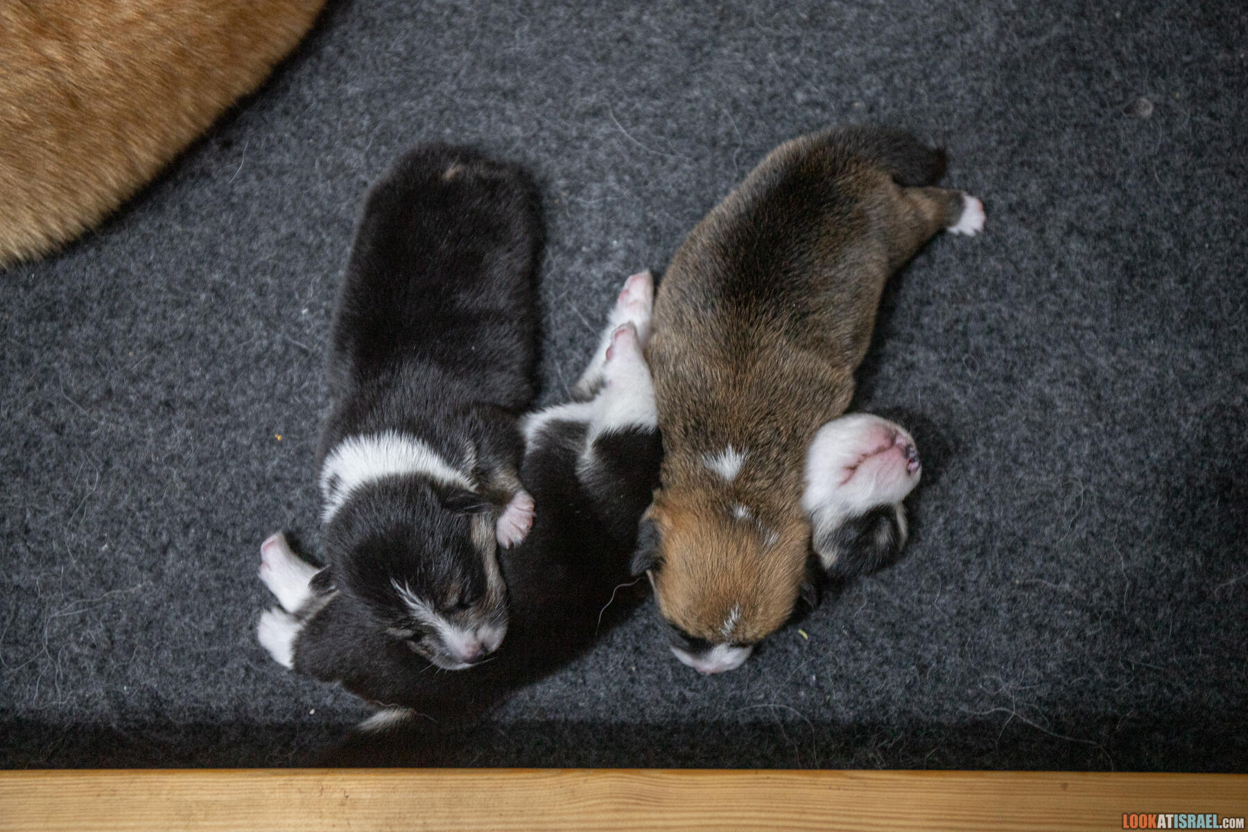 Welsh Corgi Pembroke in Israel