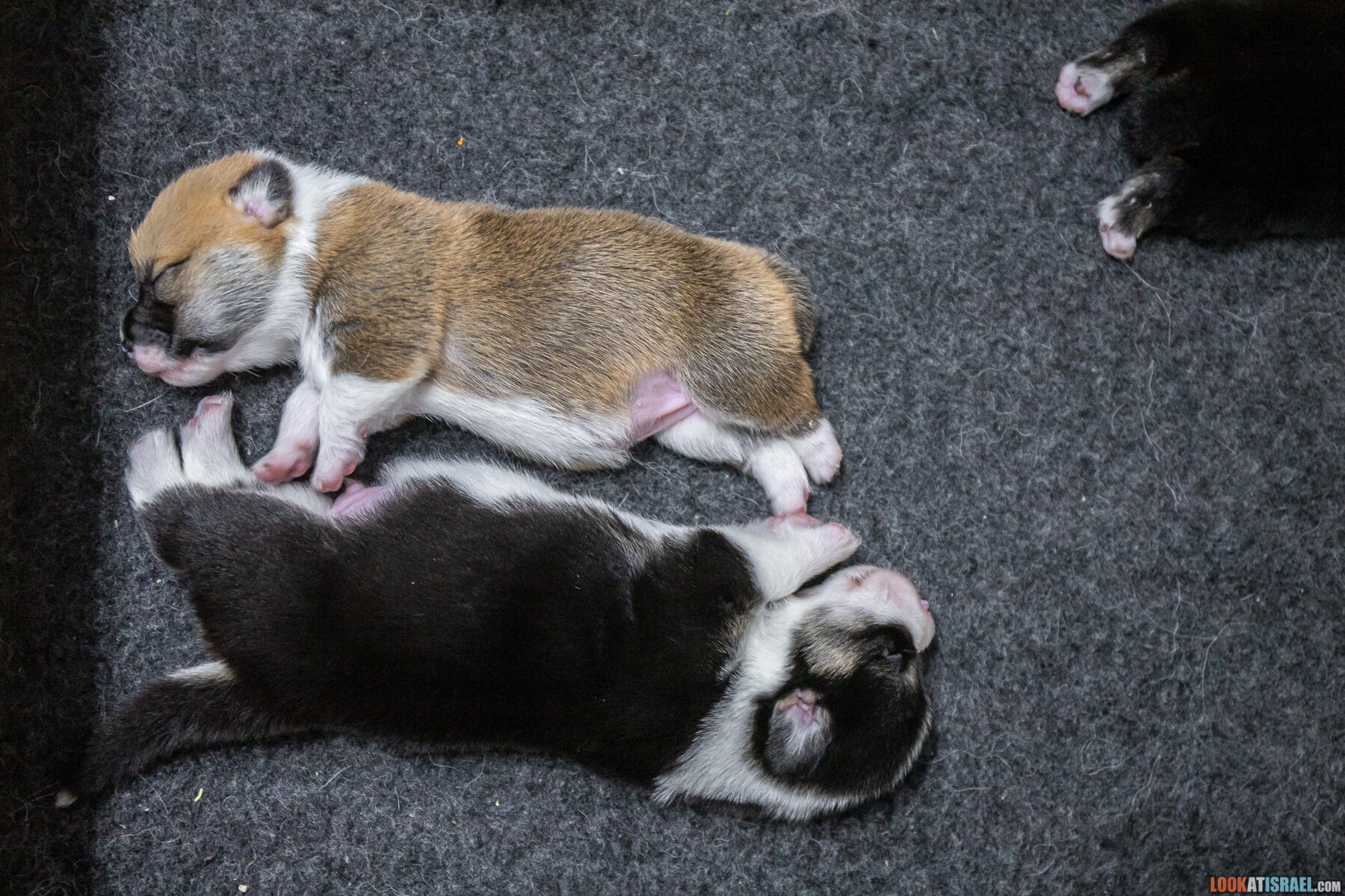 Welsh Corgi Pembroke in Israel