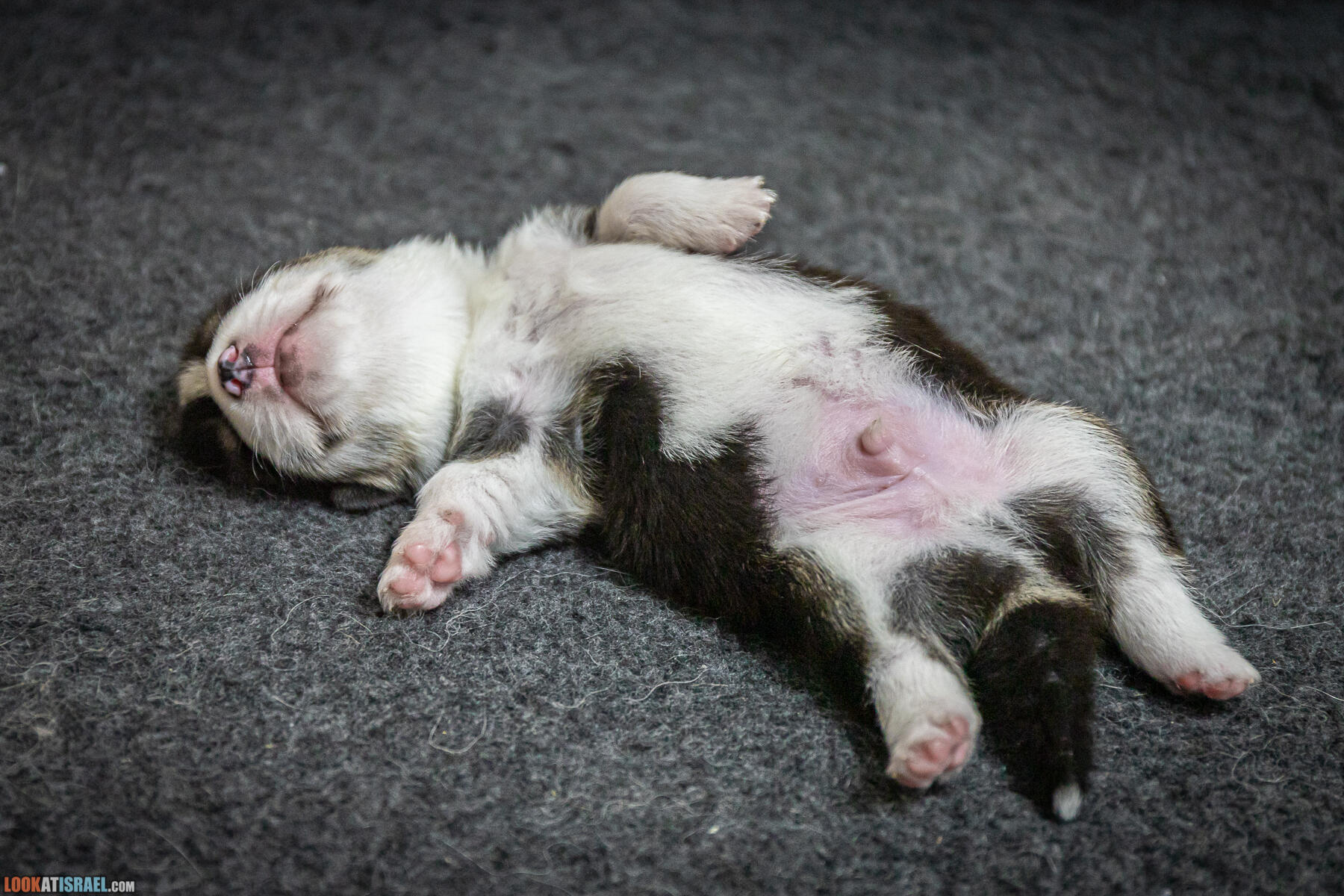 Welsh Corgi Pembroke in Israel
