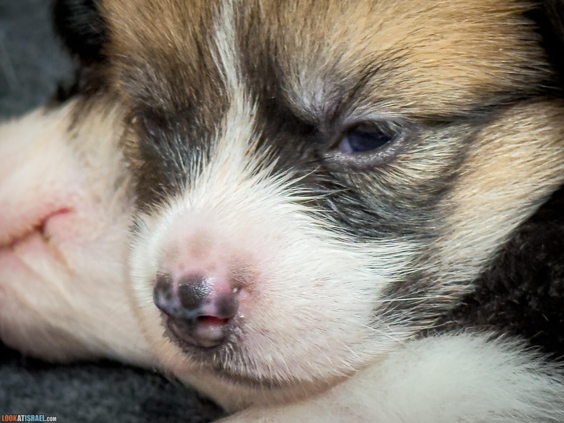 Welsh Corgi Pembroke in Israel