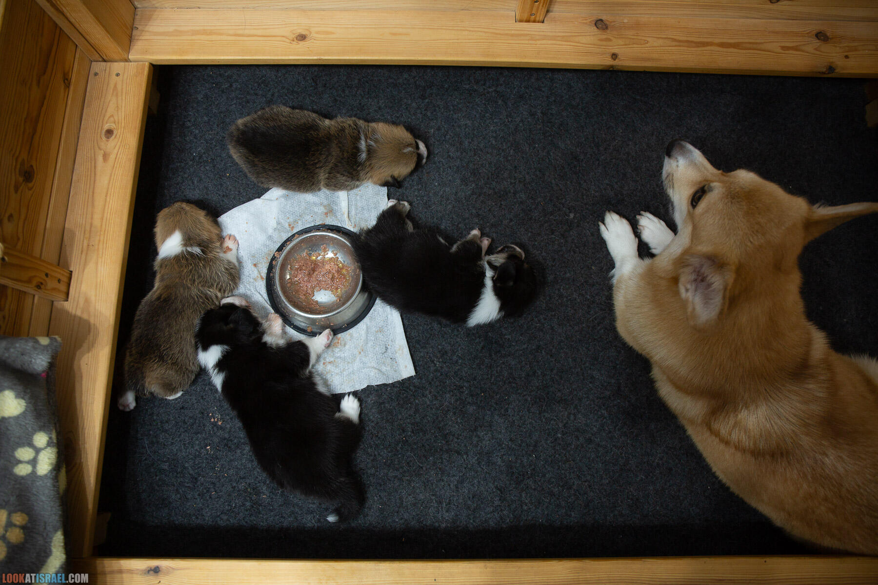 Питомник вельш корги пембрук Sababa Shire, 4 недели, Eevee и Киви, помет i - גורים של קורגי בית גידול סבבה שיר