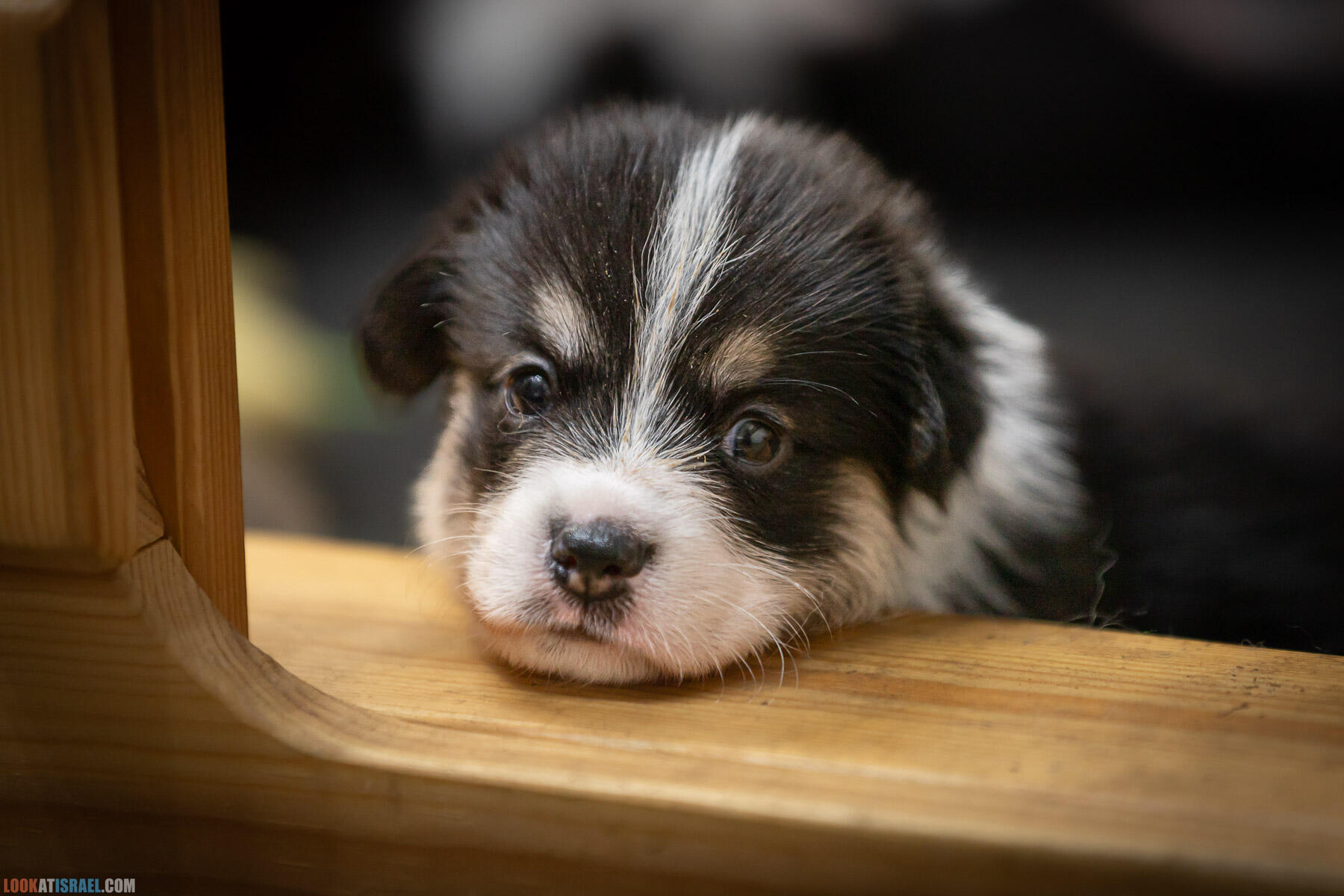 Питомник вельш корги пембрук Sababa Shire, 4 недели, Eevee и Киви, помет i - גורים של קורגי בית גידול סבבה שיר
