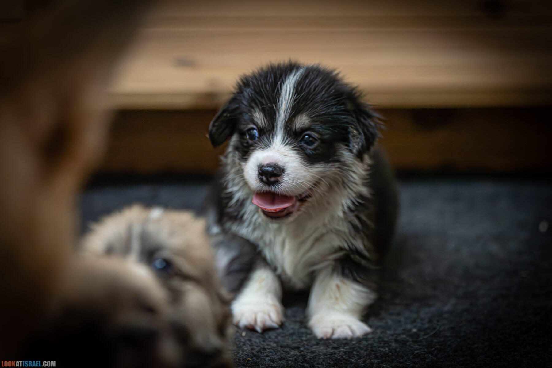 Питомник вельш корги пембрук Sababa Shire, 4 недели, Eevee и Киви, помет i - גורים של קורגי בית גידול סבבה שיר