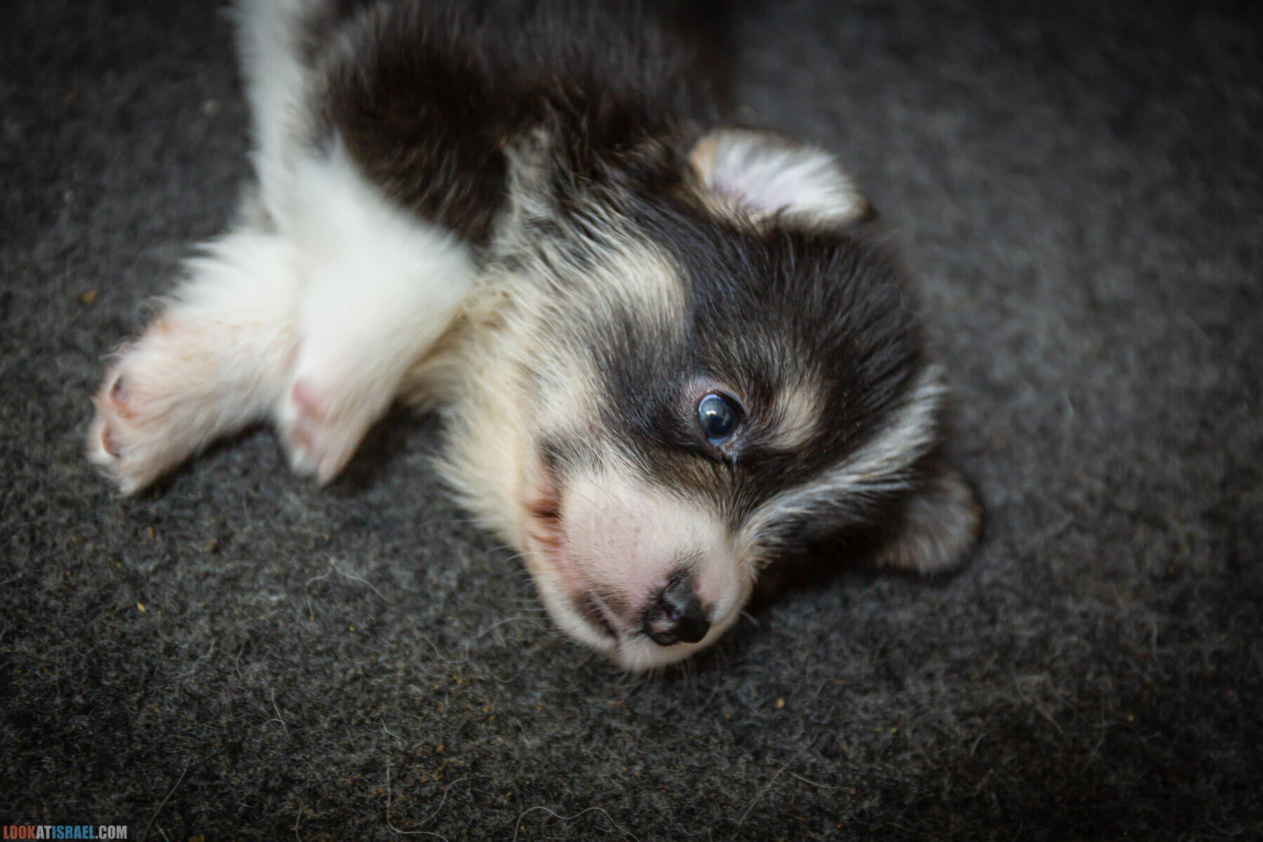 Питомник вельш корги пембрук Sababa Shire, 4 недели, Eevee и Киви, помет i - גורים של קורגי בית גידול סבבה שיר