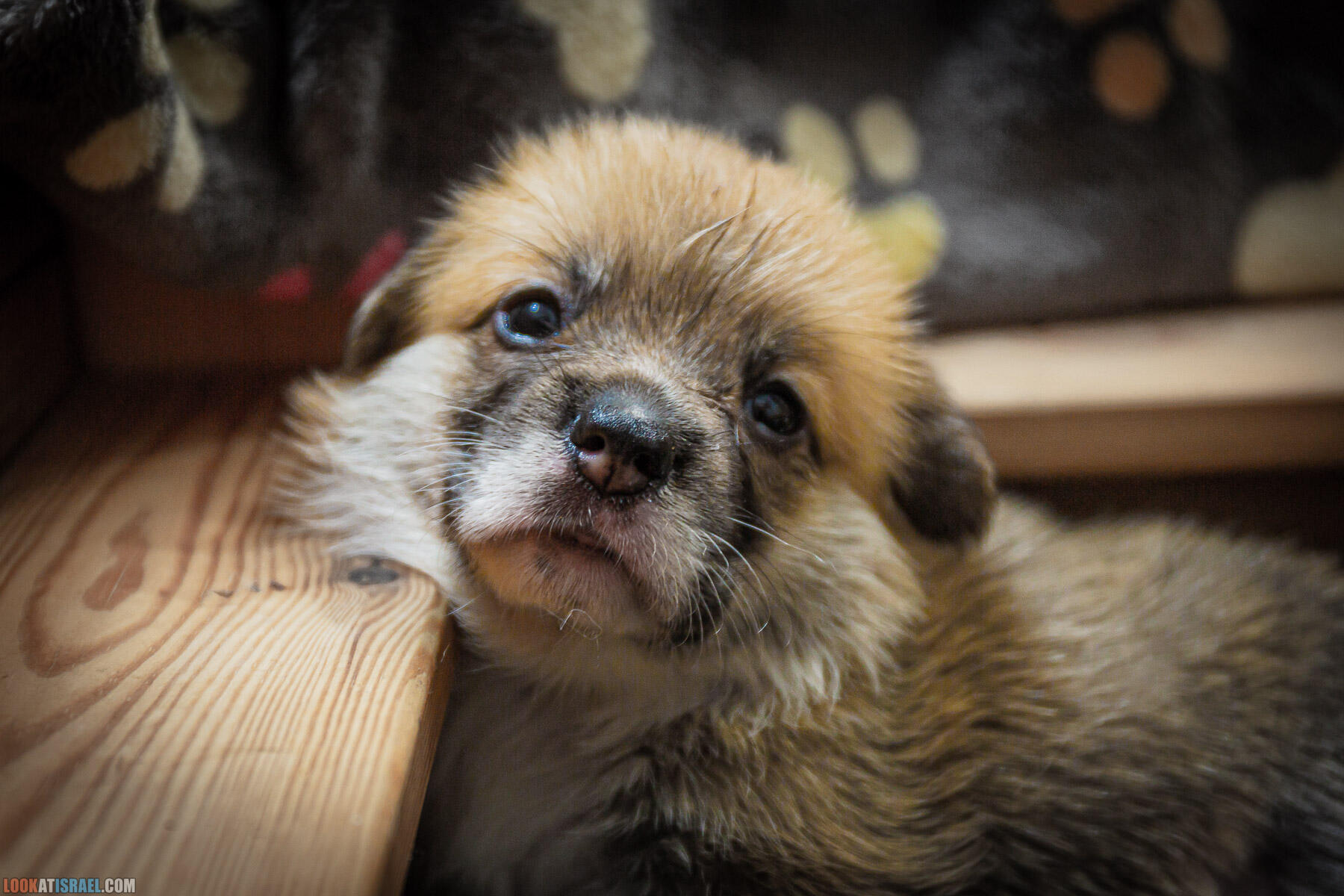 Питомник вельш корги пембрук Sababa Shire, 4 недели, Eevee и Киви, помет i - גורים של קורגי בית גידול סבבה שיר