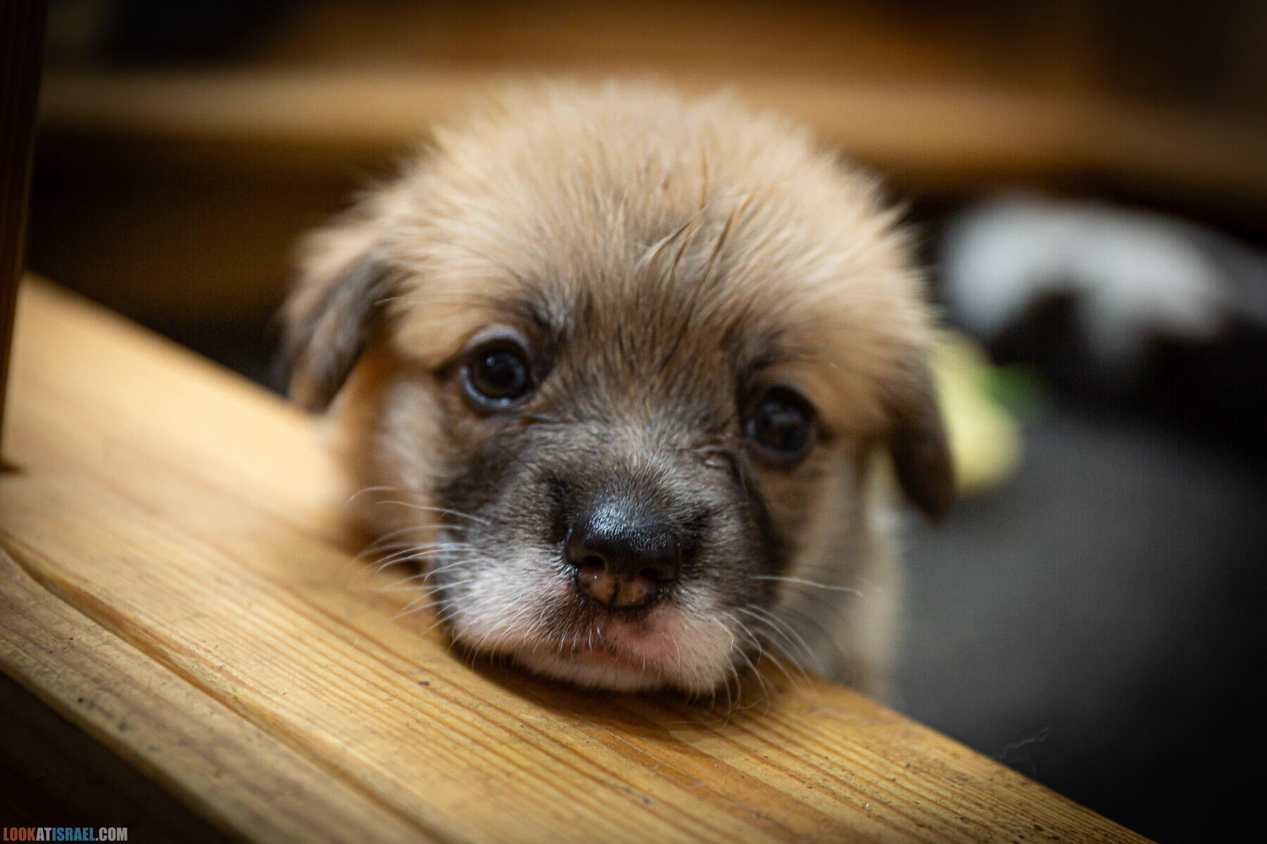 Питомник вельш корги пембрук Sababa Shire, 4 недели, Eevee и Киви, помет i - גורים של קורגי בית גידול סבבה שיר
