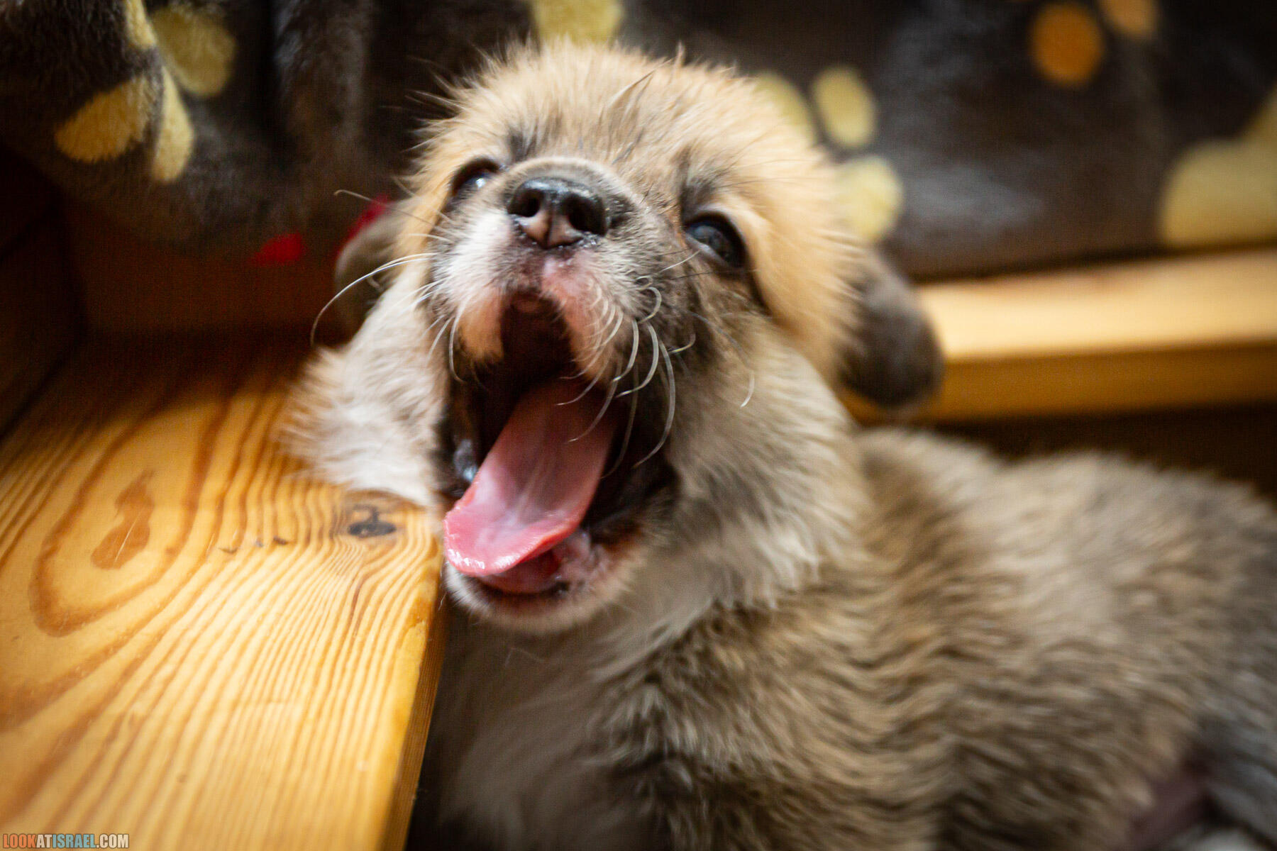 Питомник вельш корги пембрук Sababa Shire, 4 недели, Eevee и Киви, помет i - גורים של קורגי בית גידול סבבה שיר