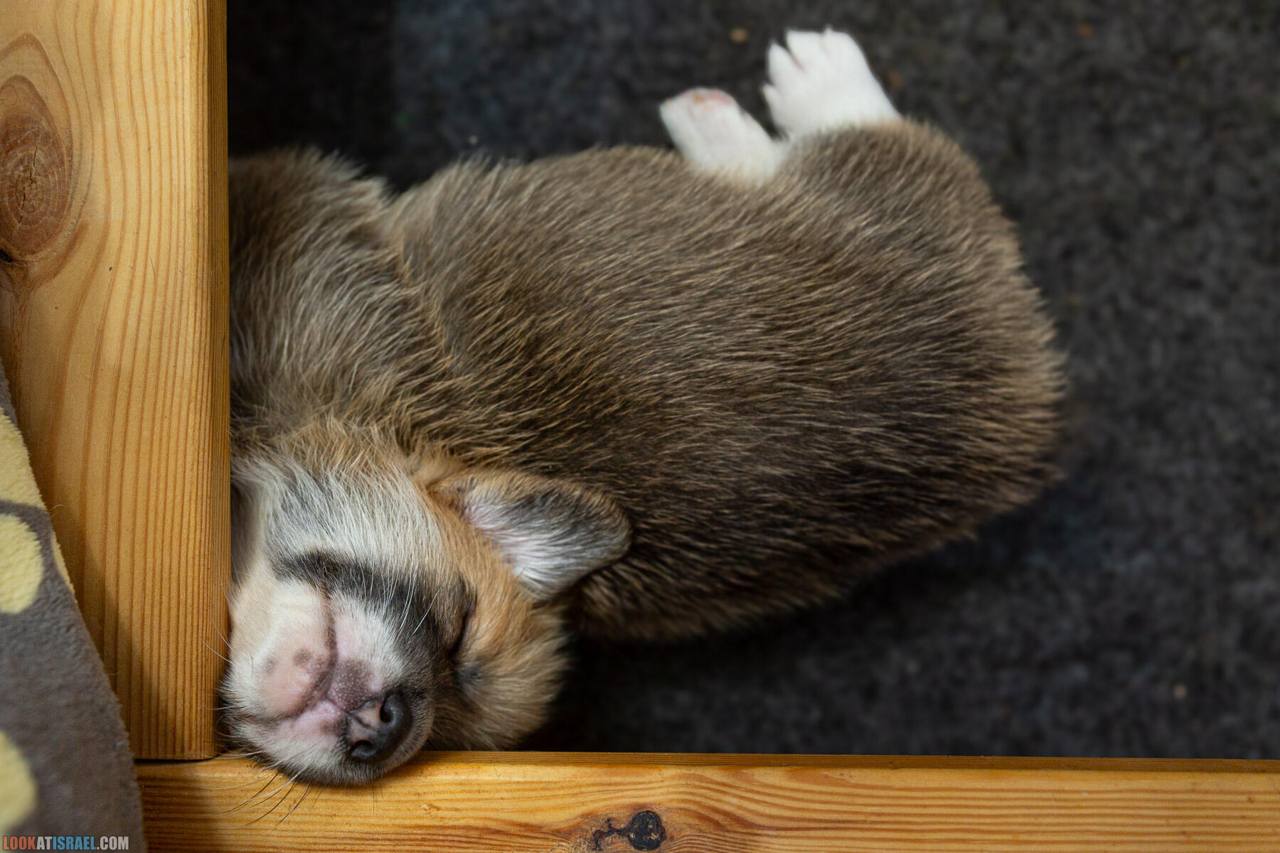 Питомник вельш корги пембрук Sababa Shire, 4 недели, Eevee и Киви, помет i - גורים של קורגי בית גידול סבבה שיר