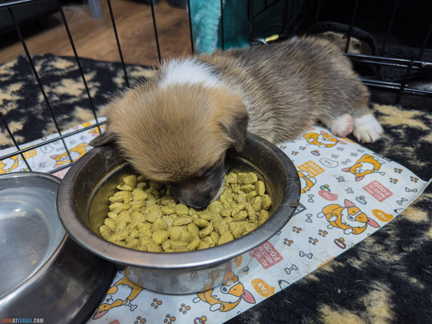 Питомник вельш корги пембрук Sababa Shire, 4 недели, Eevee и Киви, помет i - גורים של קורגי בית גידול סבבה שיר