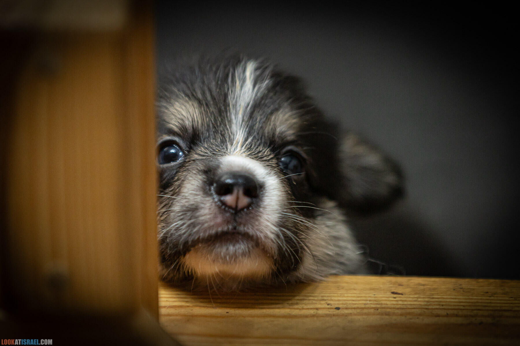Питомник вельш корги пембрук Sababa Shire, 4 недели, Eevee и Киви, помет i - גורים של קורגי בית גידול סבבה שיר