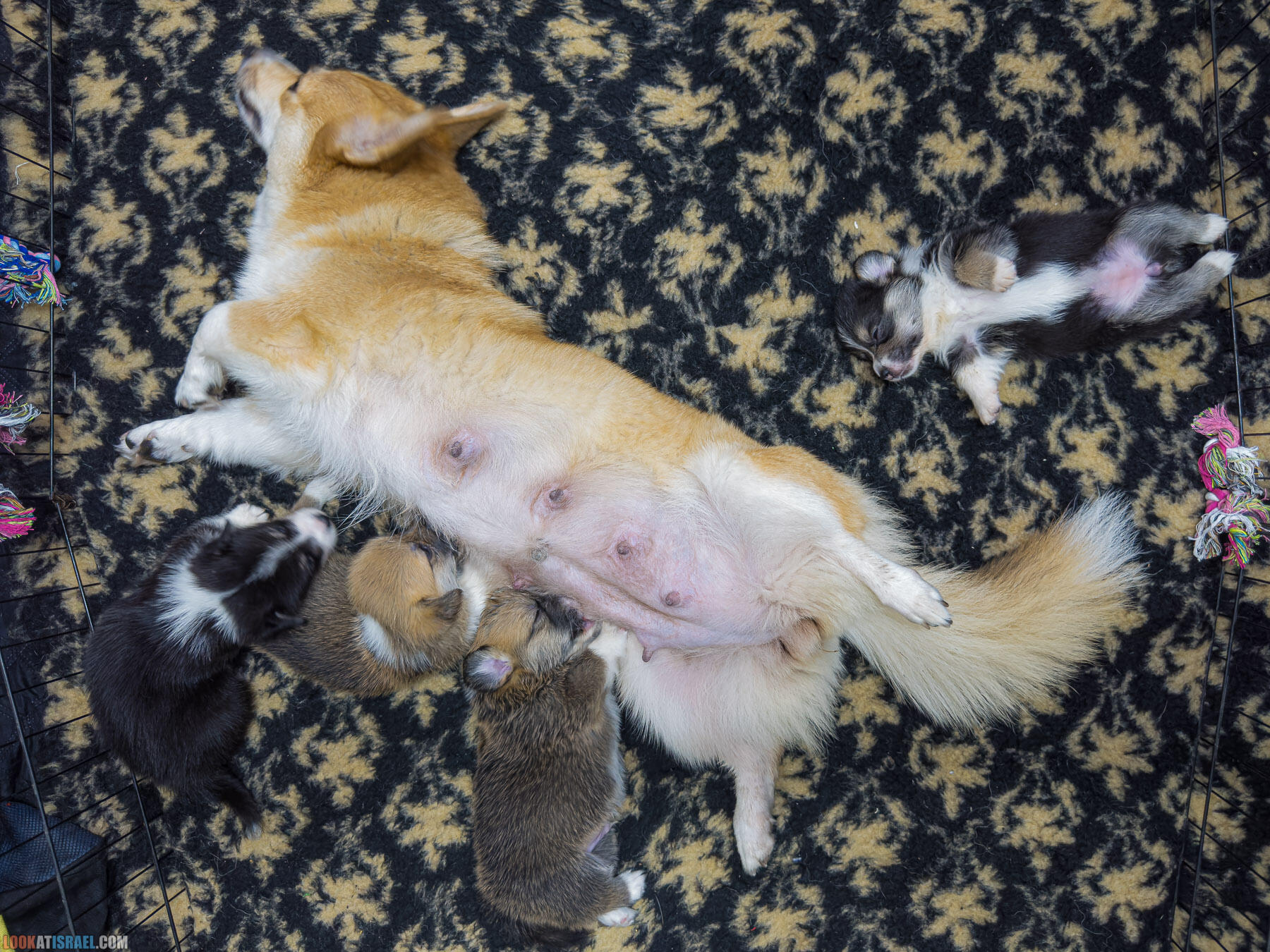 Питомник вельш корги пембрук Sababa Shire, 4 недели, Eevee и Киви, помет i - גורים של קורגי בית גידול סבבה שיר