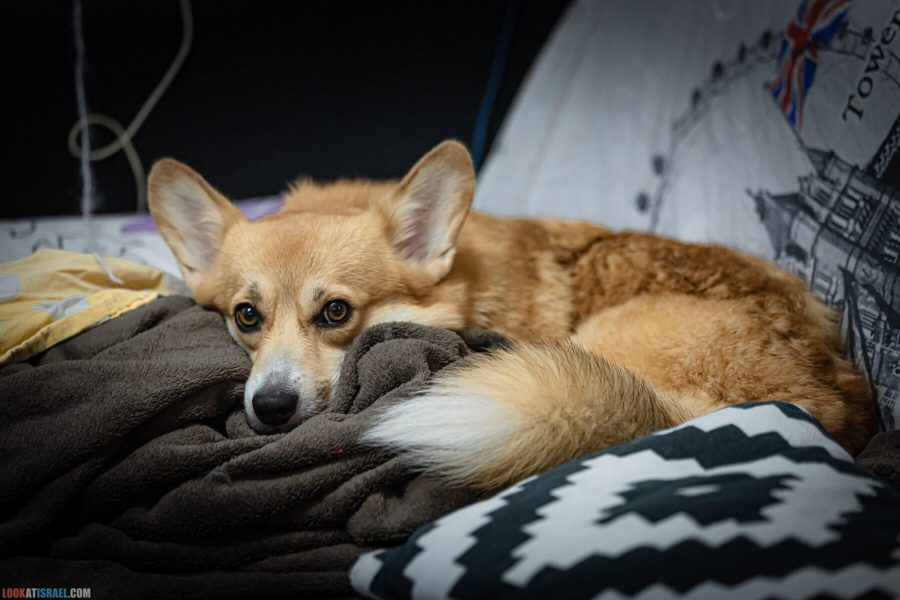 Питомник вельш корги пембрук Sababa Shire, 4 недели, Eevee и Киви, помет i - גורים של קורגי בית גידול סבבה שיר