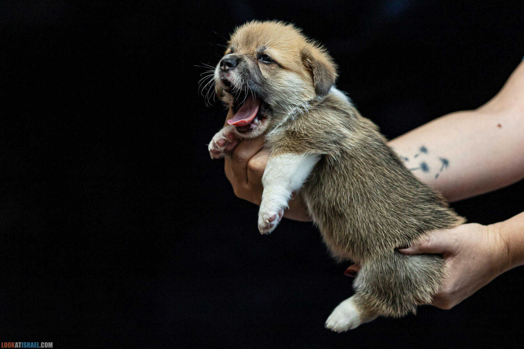 Питомник вельш корги пембрук Sababa Shire, 4 недели, Eevee и Киви, помет i - גורים של קורגי בית גידול סבבה שיר