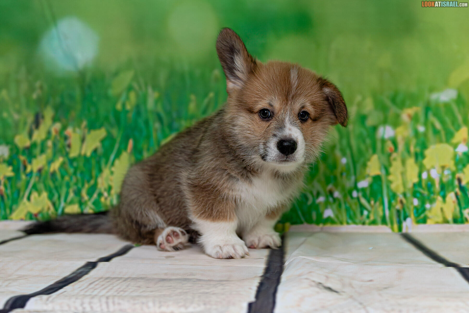 Sababa Shire Welsh Corgi Pembroke - Irving Pumpkintwist aka iPhone