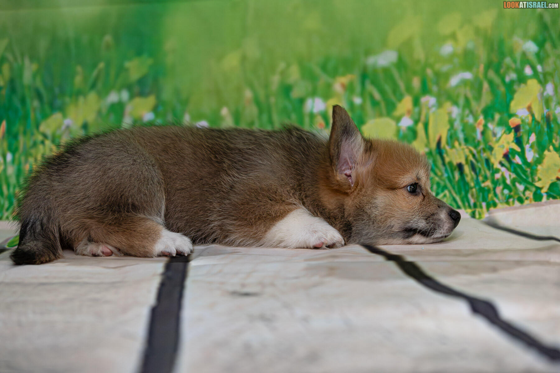 Sababa Shire Welsh Corgi Pembroke - Irving Pumpkintwist aka iPhone