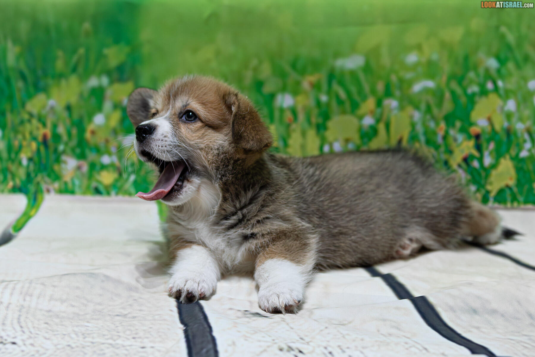 Sababa Shire Welsh Corgi Pembroke - Irving Pumpkintwist aka iPhone