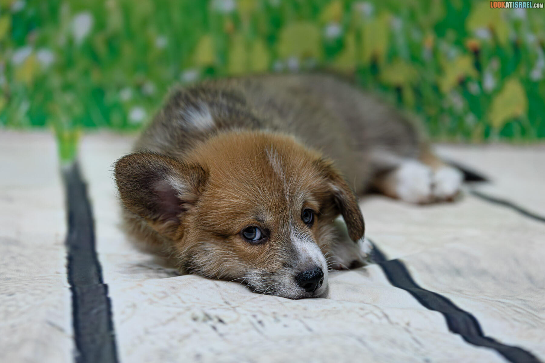 Sababa Shire Welsh Corgi Pembroke - Irving Pumpkintwist aka iPhone