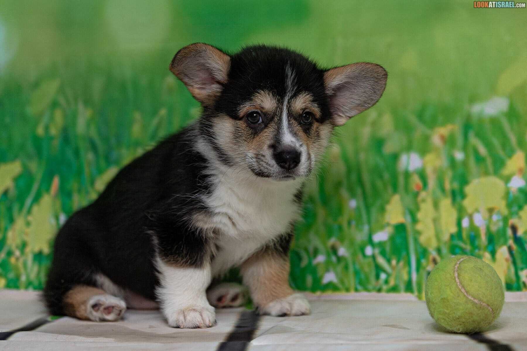 Sababa Shire Welsh Corgi Pembroke - Irvina Infinity Midnight  aka Bugagashenka