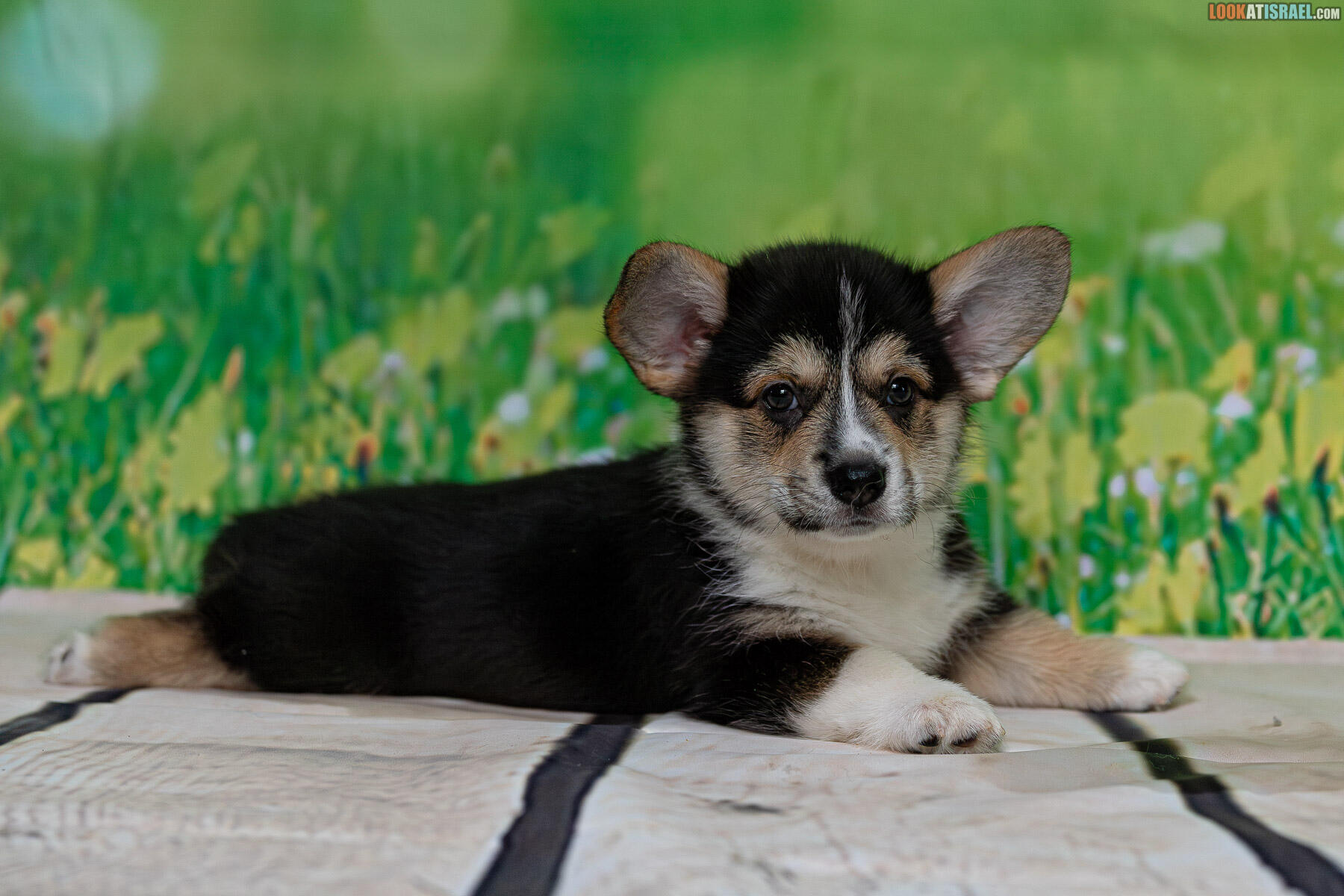 Sababa Shire Welsh Corgi Pembroke - Irvina Infinity Midnight  aka Bugagashenka
