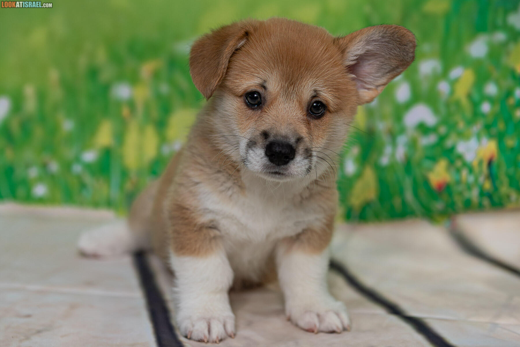 Sababa Shire Welsh Corgi Pembroke - Ivy Candlesparkle aka Penny aka Iriska aka Boberka