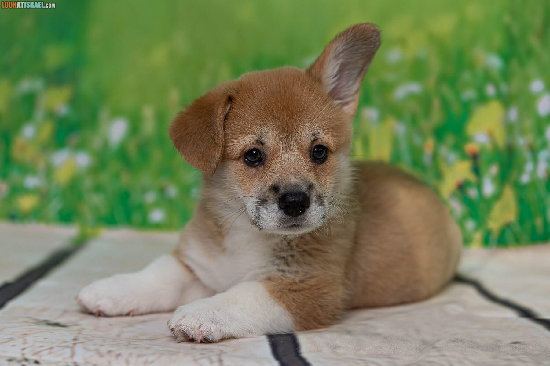 Sababa Shire Welsh Corgi Pembroke - Ivy Candlesparkle aka Penny aka Iriska aka Boberka