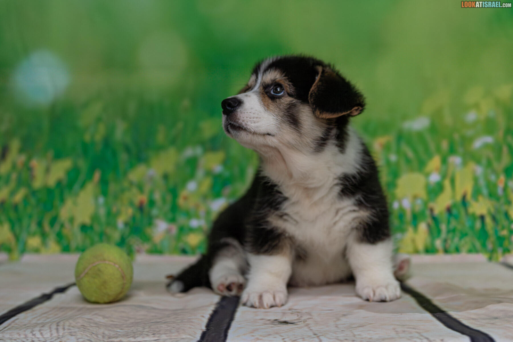 Sababa Shire Welsh Corgi Pembroke - Iago Whiffleflip aka Sheldon 