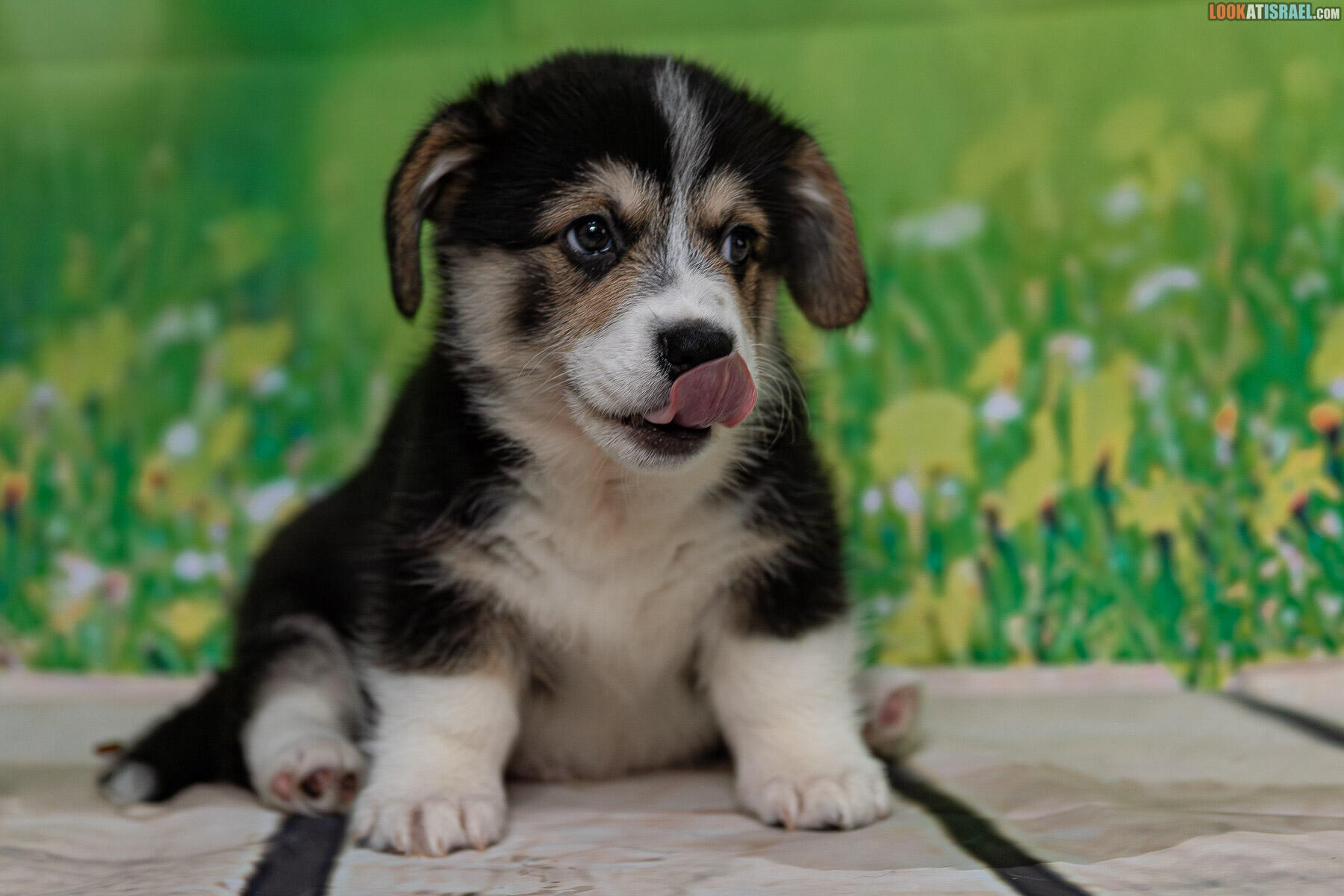 Sababa Shire Welsh Corgi Pembroke - Iago Whiffleflip aka Sheldon 