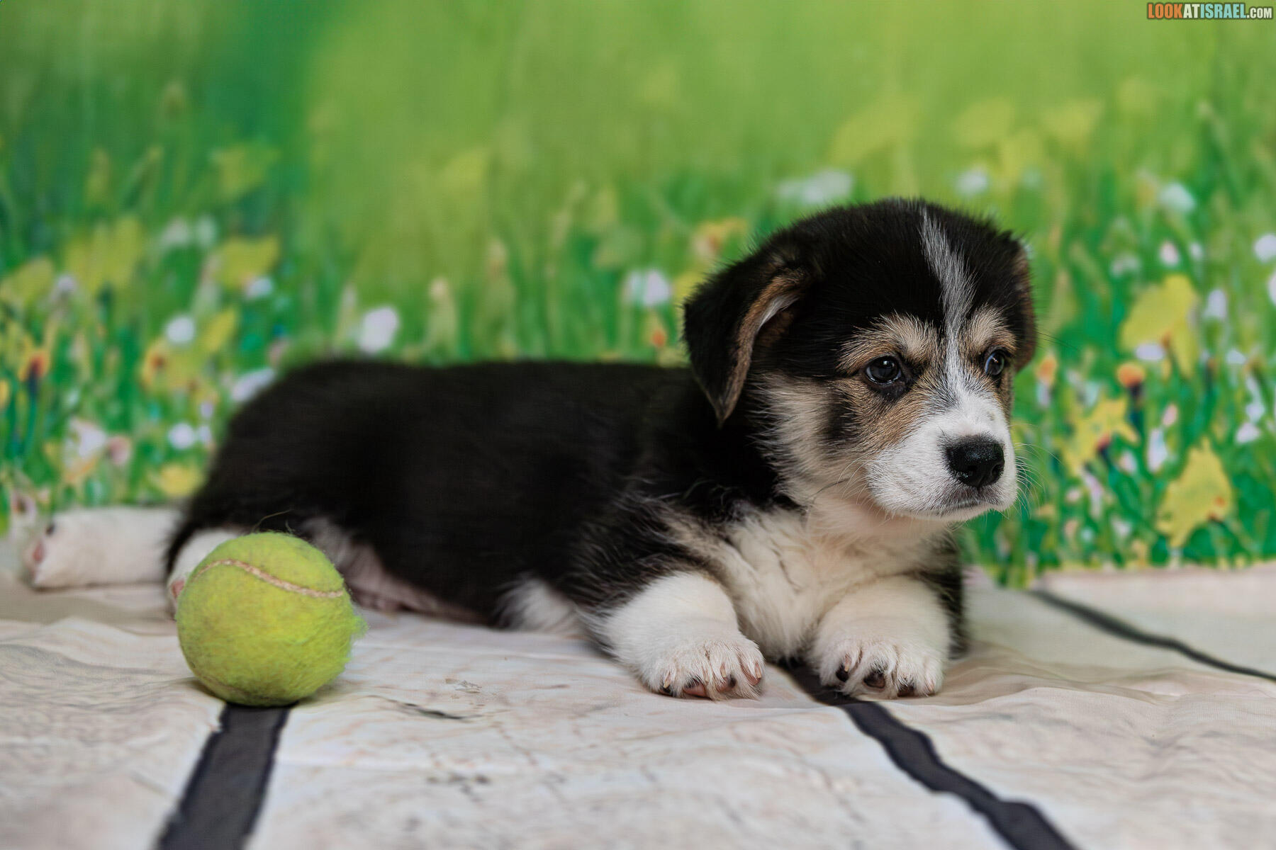 Sababa Shire Welsh Corgi Pembroke - Iago Whiffleflip aka Sheldon 