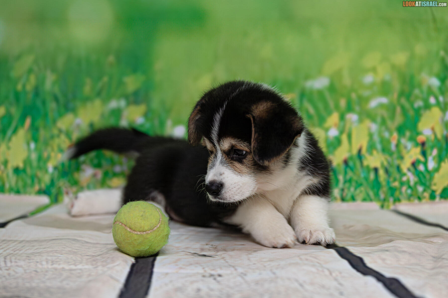 Sababa Shire Welsh Corgi Pembroke - Iago Whiffleflip aka Sheldon 