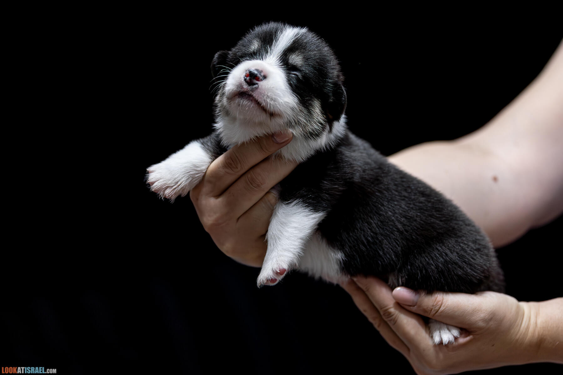 Sababa Shire Iago Whiffle flip, он же Шелдон Индианович Сечин. (Щенки Вельш Корги Пембрук - Welsh Corgi Pembroke)