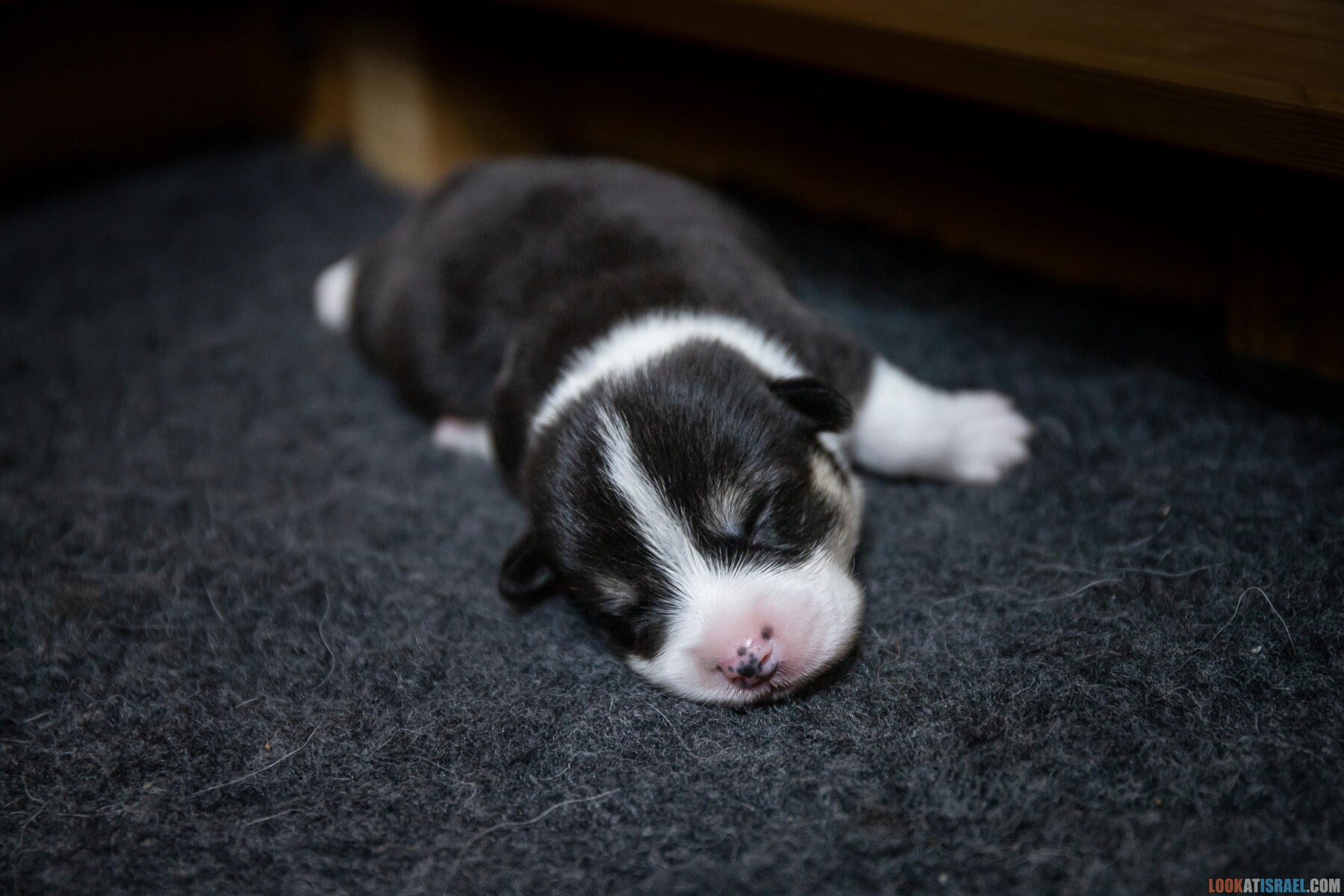 Sababa Shire Iago Whiffle flip, он же Шелдон Индианович Сечин. (Щенки Вельш Корги Пембрук - Welsh Corgi Pembroke)