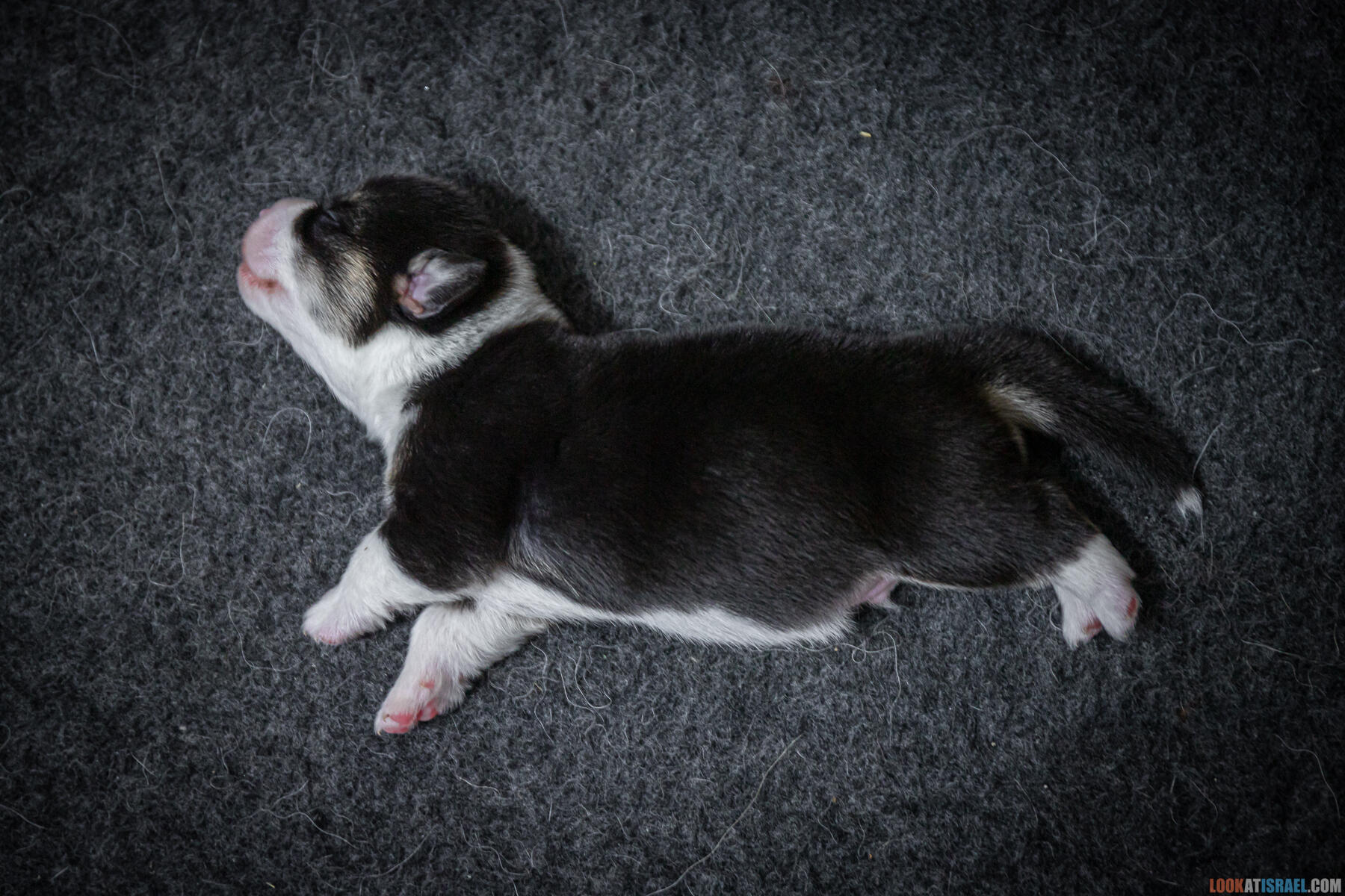 Sababa Shire Iago Whiffle flip, он же Шелдон Индианович Сечин. (Щенки Вельш Корги Пембрук - Welsh Corgi Pembroke)