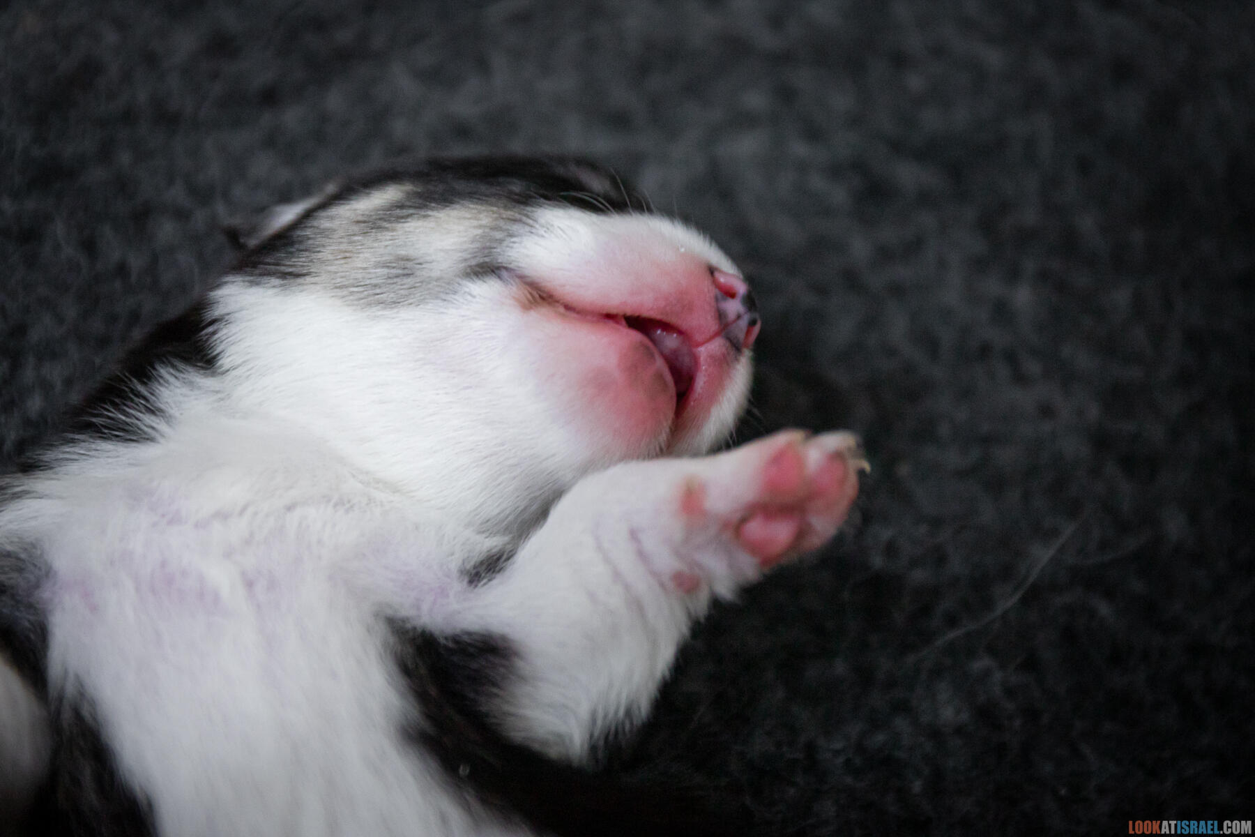 Sababa Shire Iago Whiffle flip, он же Шелдон Индианович Сечин. (Щенки Вельш Корги Пембрук - Welsh Corgi Pembroke)