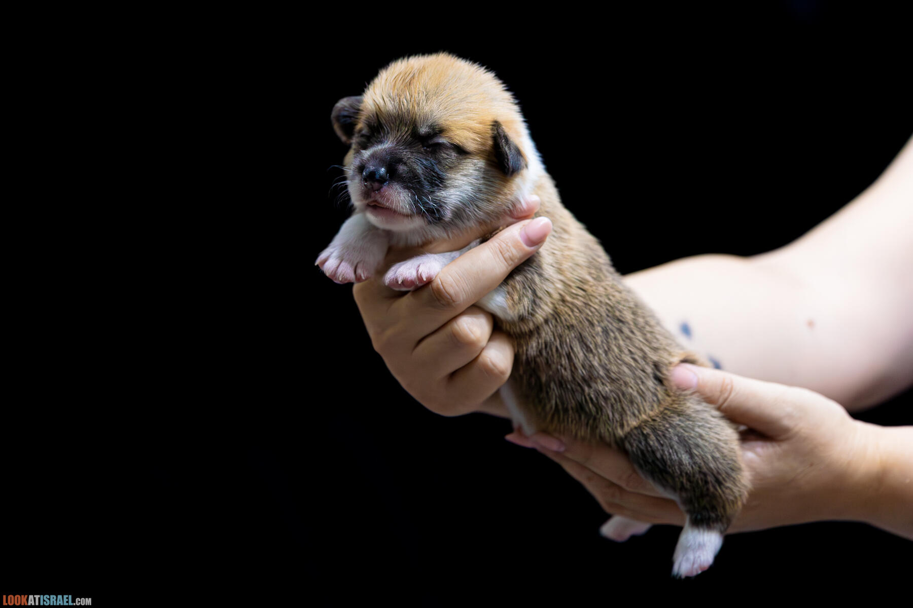 Sababa Shire Ivy Candle Sparkle, она же ПенниПенниПенниТысячуРазПенни она же Ириска она же Бобёрка. (Щенки Вельш Корги Пембрук - Welsh Corgi Pembroke)