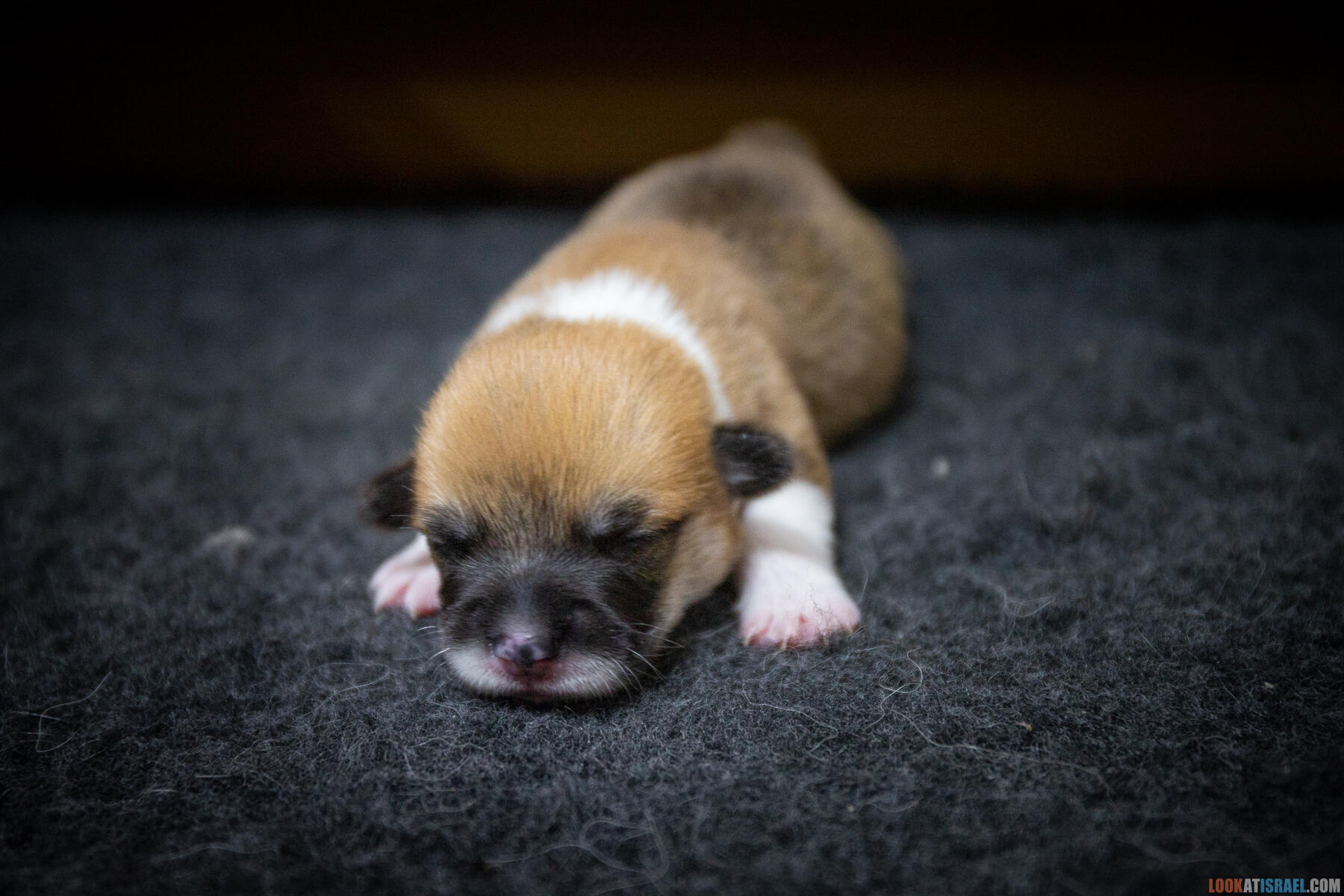 Sababa Shire Ivy Candle Sparkle, она же ПенниПенниПенниТысячуРазПенни она же Ириска она же Бобёрка. (Щенки Вельш Корги Пембрук - Welsh Corgi Pembroke)