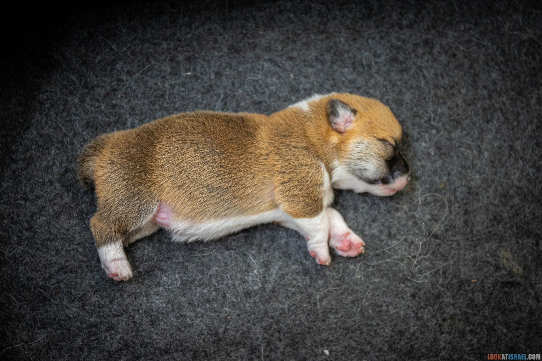 Sababa Shire Ivy Candle Sparkle, она же ПенниПенниПенниТысячуРазПенни она же Ириска она же Бобёрка. (Щенки Вельш Корги Пембрук - Welsh Corgi Pembroke)