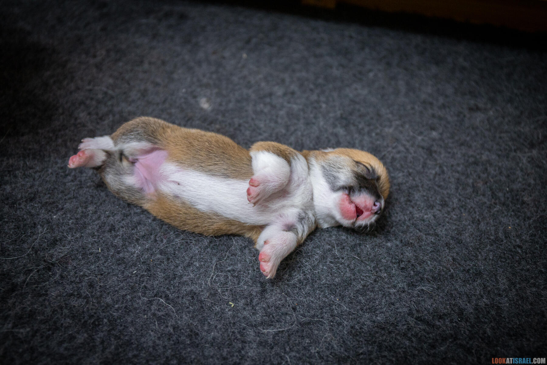 Sababa Shire Ivy Candle Sparkle, она же ПенниПенниПенниТысячуРазПенни она же Ириска она же Бобёрка. (Щенки Вельш Корги Пембрук - Welsh Corgi Pembroke)