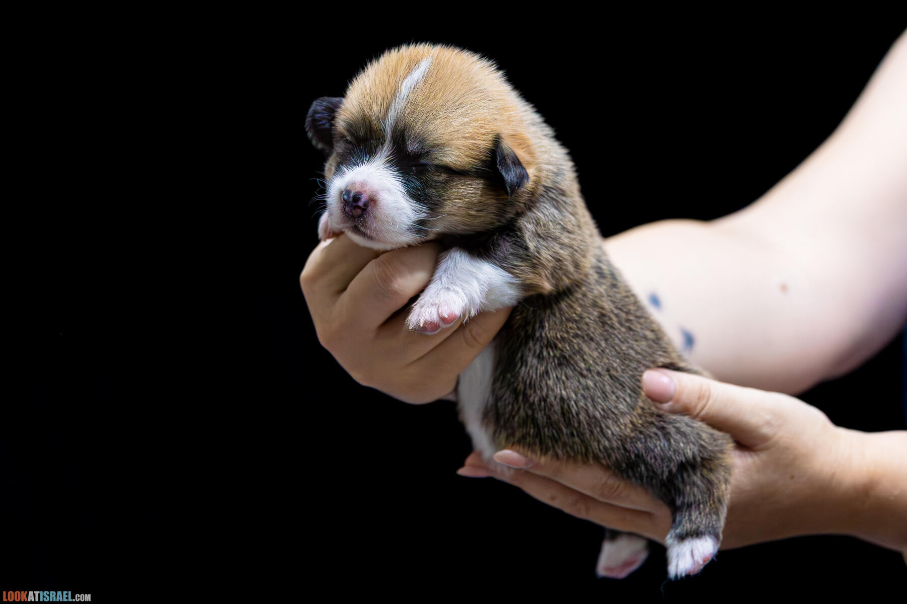 Sababa Shire Irving Pumpkin Twist, он же Айфончик. (Щенки Вельш Корги Пембрук - Welsh Corgi Pembroke)