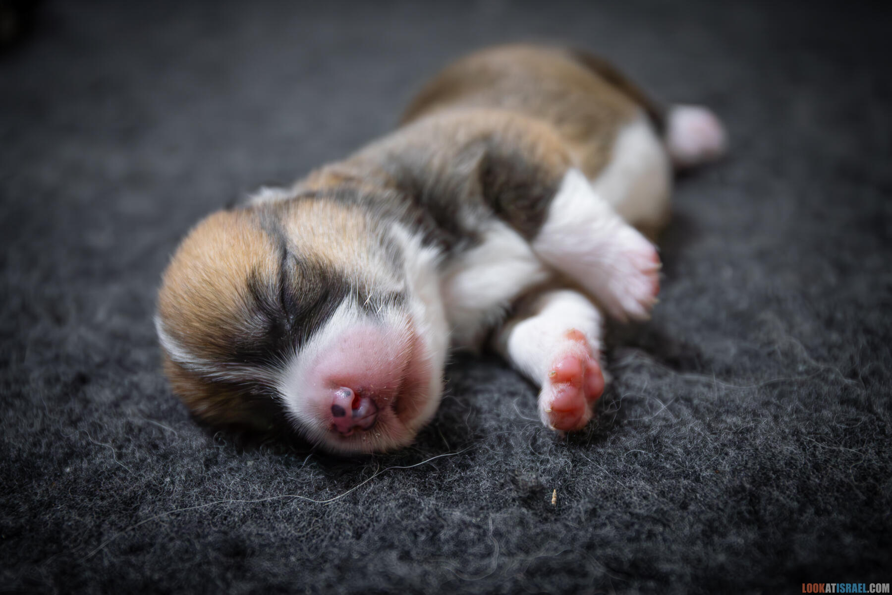 Sababa Shire Irving Pumpkin Twist, он же Айфончик. (Щенки Вельш Корги Пембрук - Welsh Corgi Pembroke)