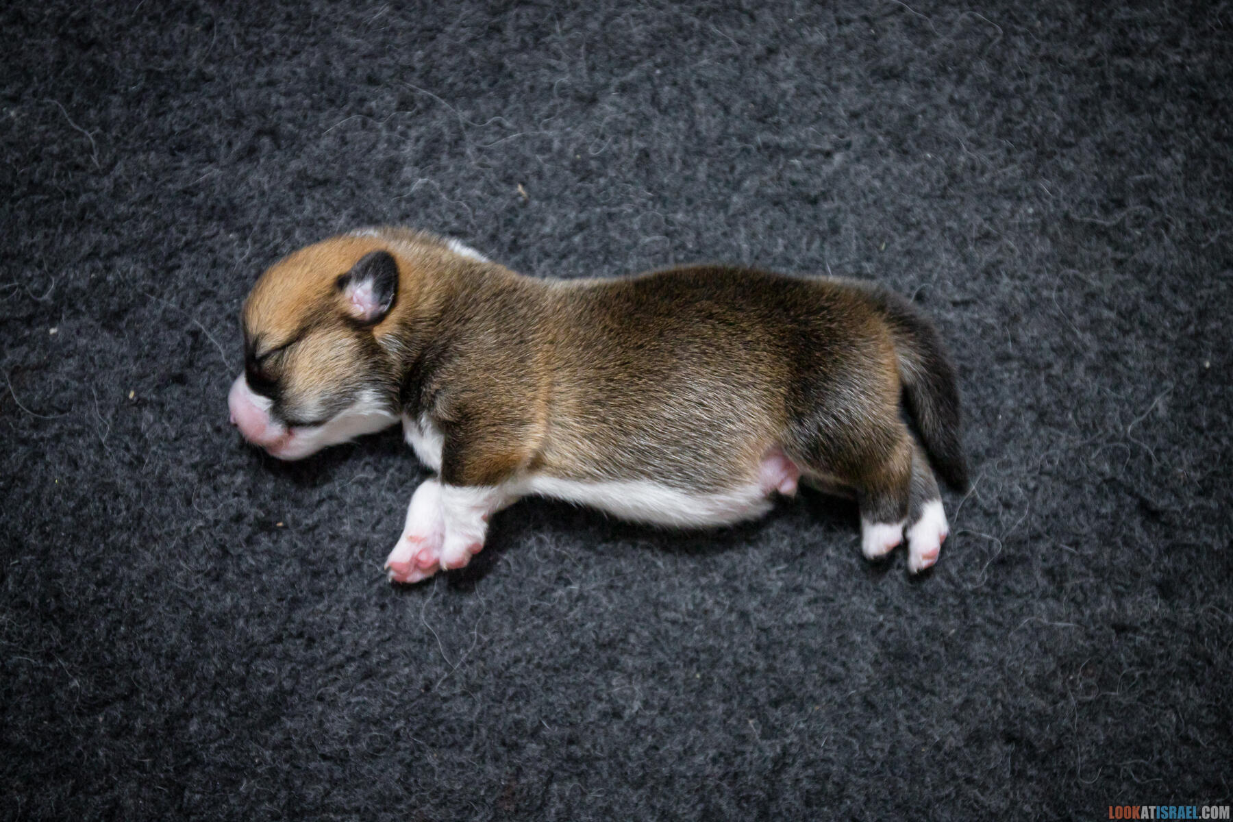 Sababa Shire Irving Pumpkin Twist, он же Айфончик. (Щенки Вельш Корги Пембрук - Welsh Corgi Pembroke)