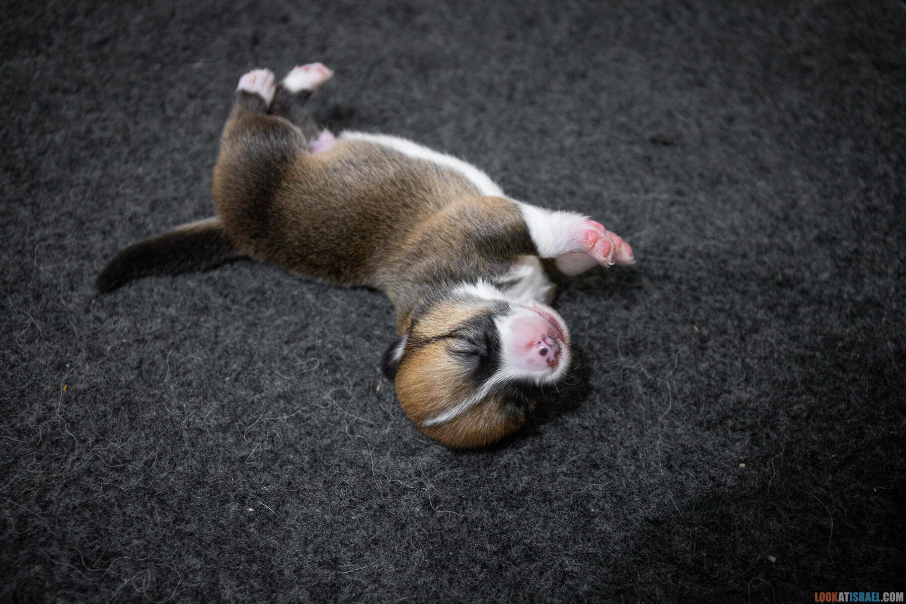 Sababa Shire Irving Pumpkin Twist, он же Айфончик. (Щенки Вельш Корги Пембрук - Welsh Corgi Pembroke)