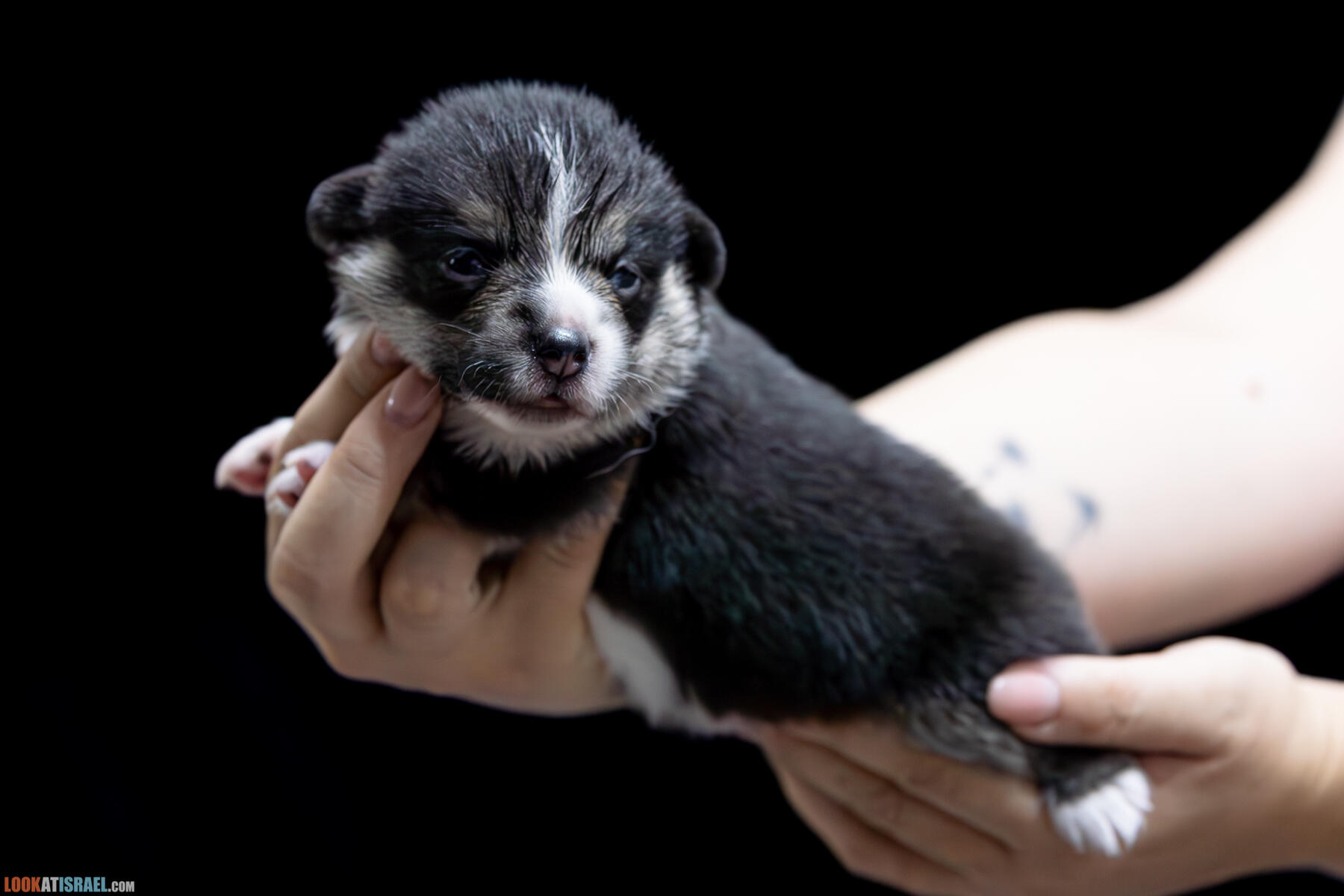 Sababa Shire Irvina Infinity Midnight, она же Бугагашенька. (Щенки Вельш Корги Пембрук - Welsh Corgi Pembroke)